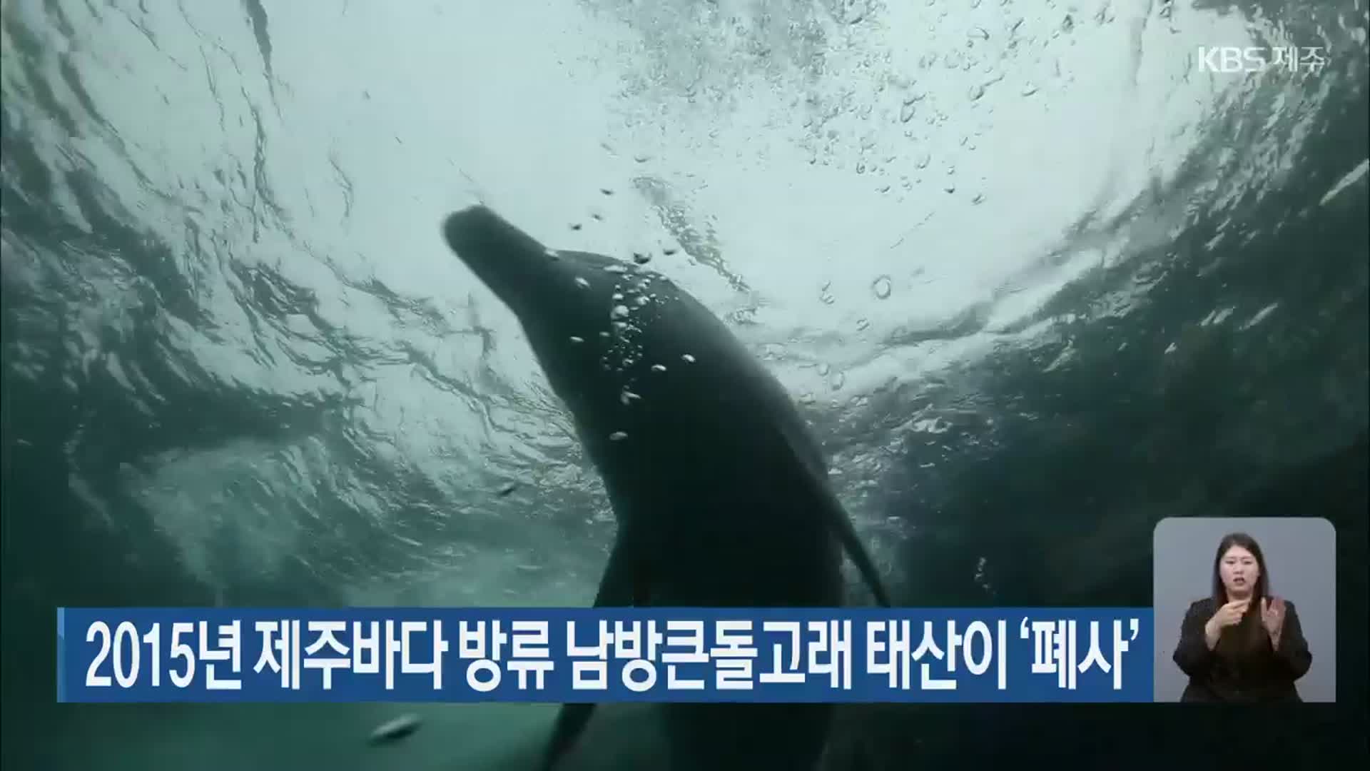 2015년 제주바다 방류 남방큰돌고래 태산이 ‘폐사’