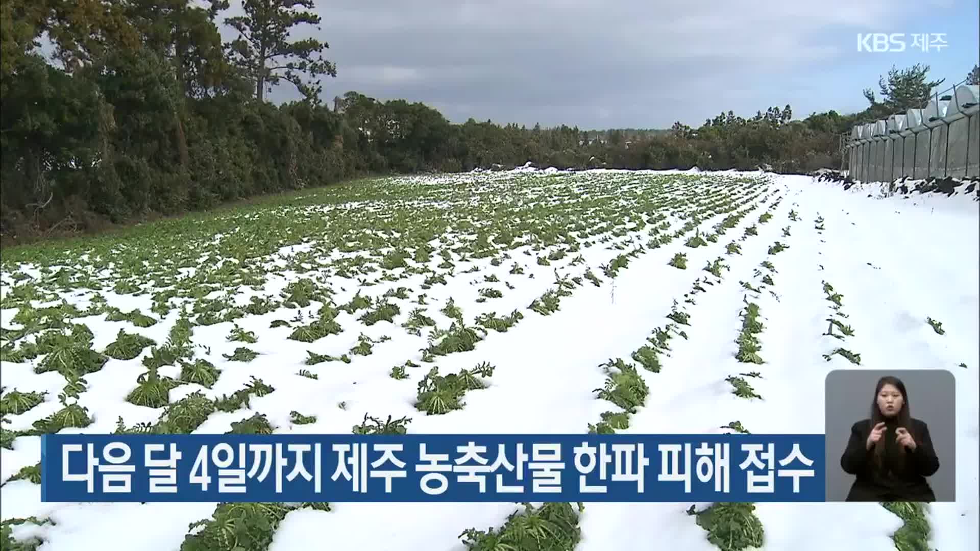 다음 달 4일까지 제주 농축산물 한파 피해 접수