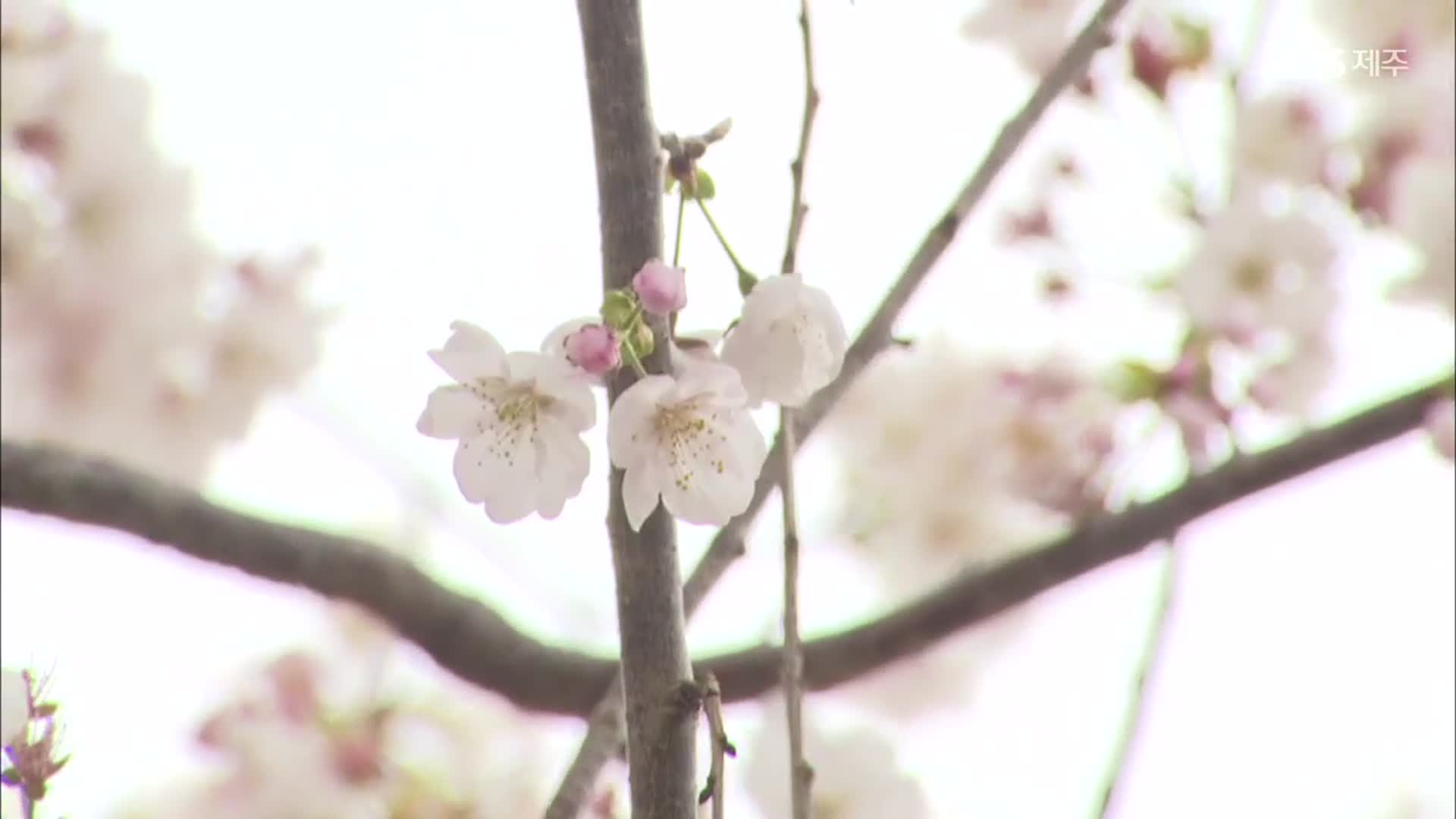 [영상] 연분홍빛으로 물들어가는 제주의 ‘봄’