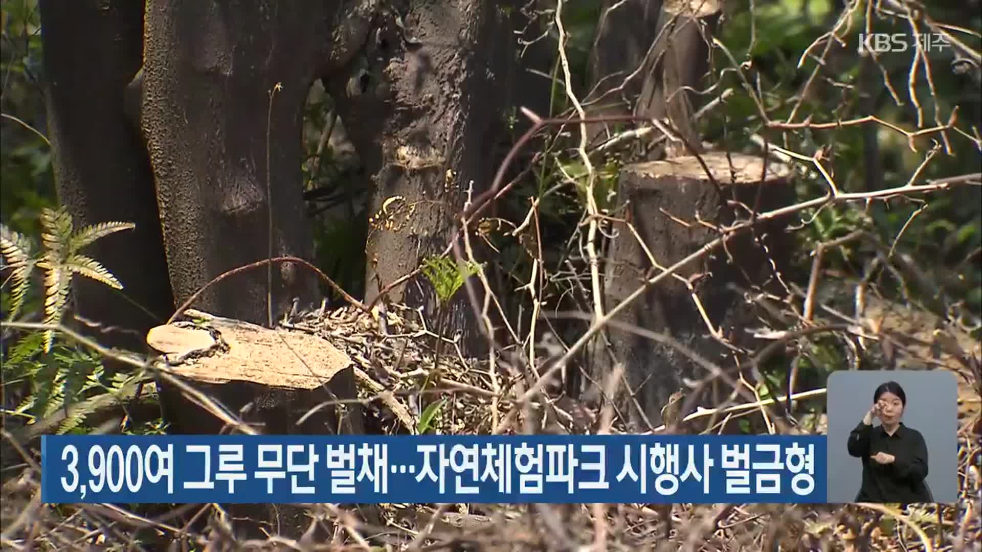 3,900여 그루 무단 벌채…제주자연체험파크 시행사 벌금형