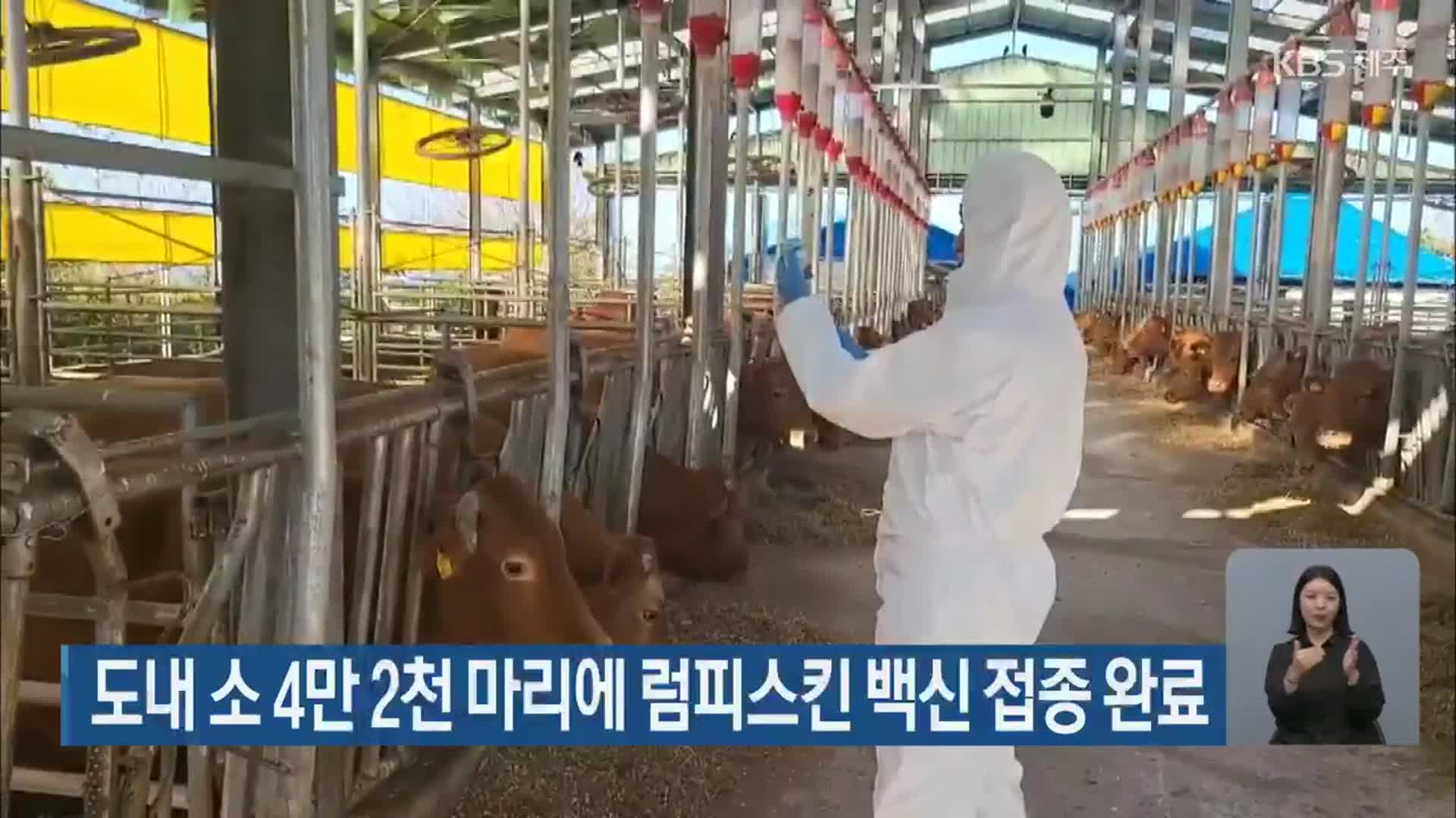 제주도내 소 4만 2천 마리에 럼피스킨 백신 접종 완료