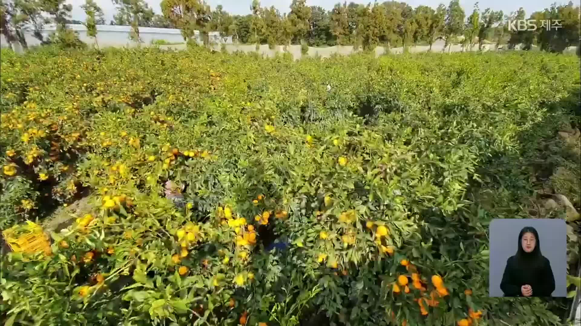 11월 쏟아진 우박에 제주 농작물 피해 우려
