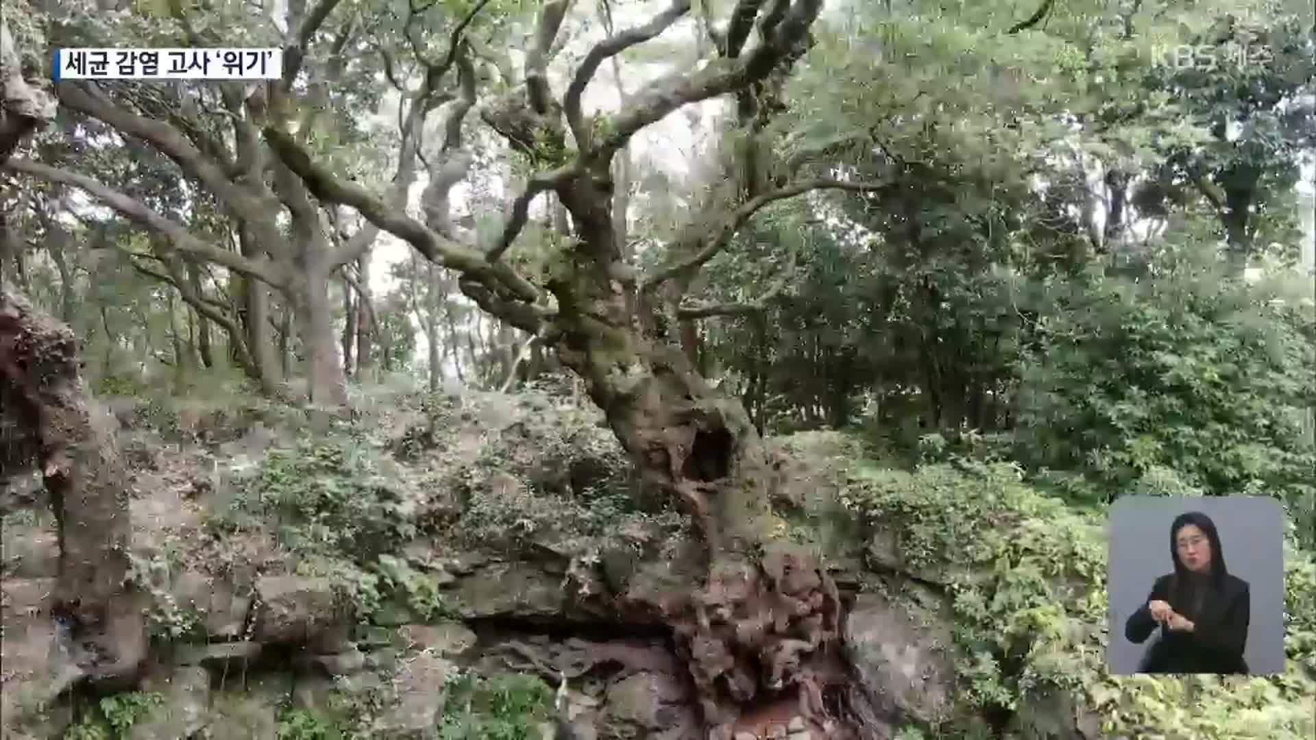 고사 위험 천연기념물 제주 담팔수를 살려라