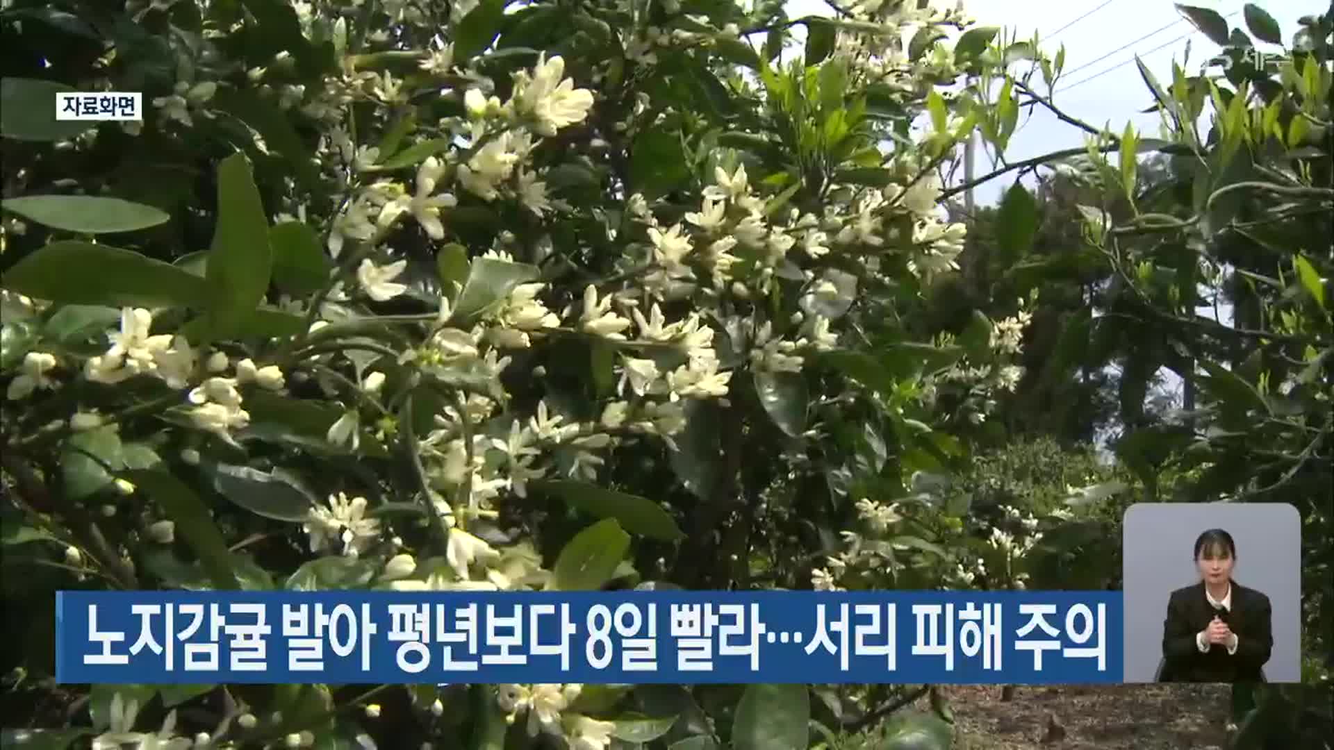 노지감귤 발아 평년보다 8일 빨라…서리 피해 주의