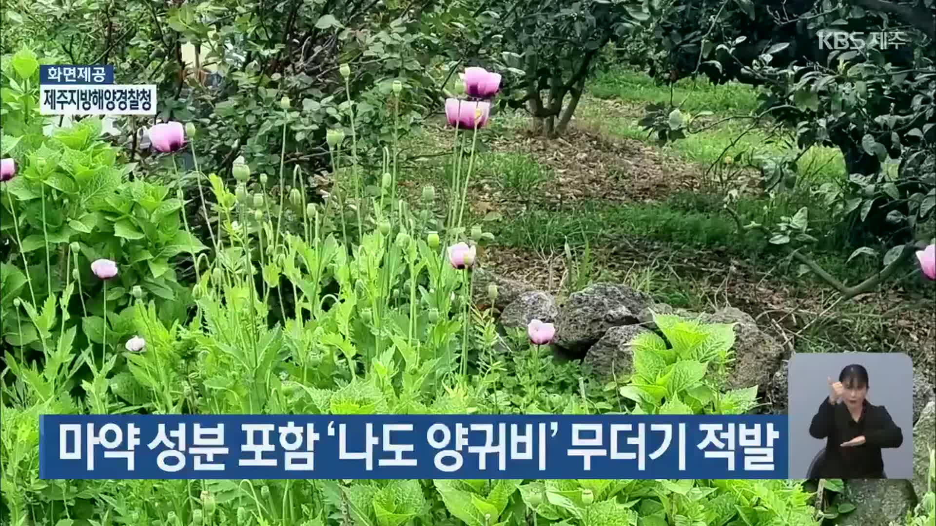 마약 성분 포함 ‘나도 양귀비’ 무더기 적발