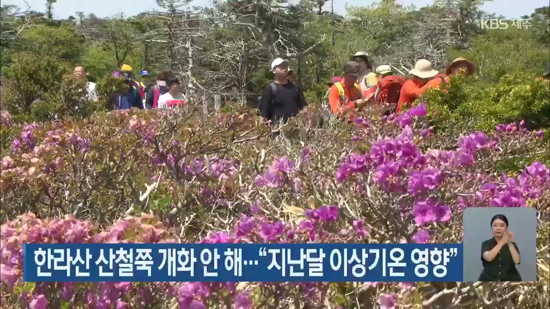 한라산 산철쭉 개화 안 해…“지난달 이상기온 영향”