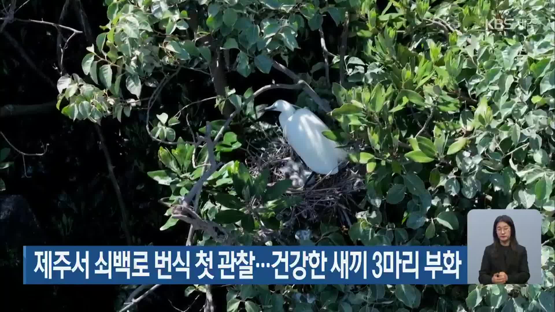 제주서 쇠백로 번식 첫 관찰…건강한 새끼 3마리 부화