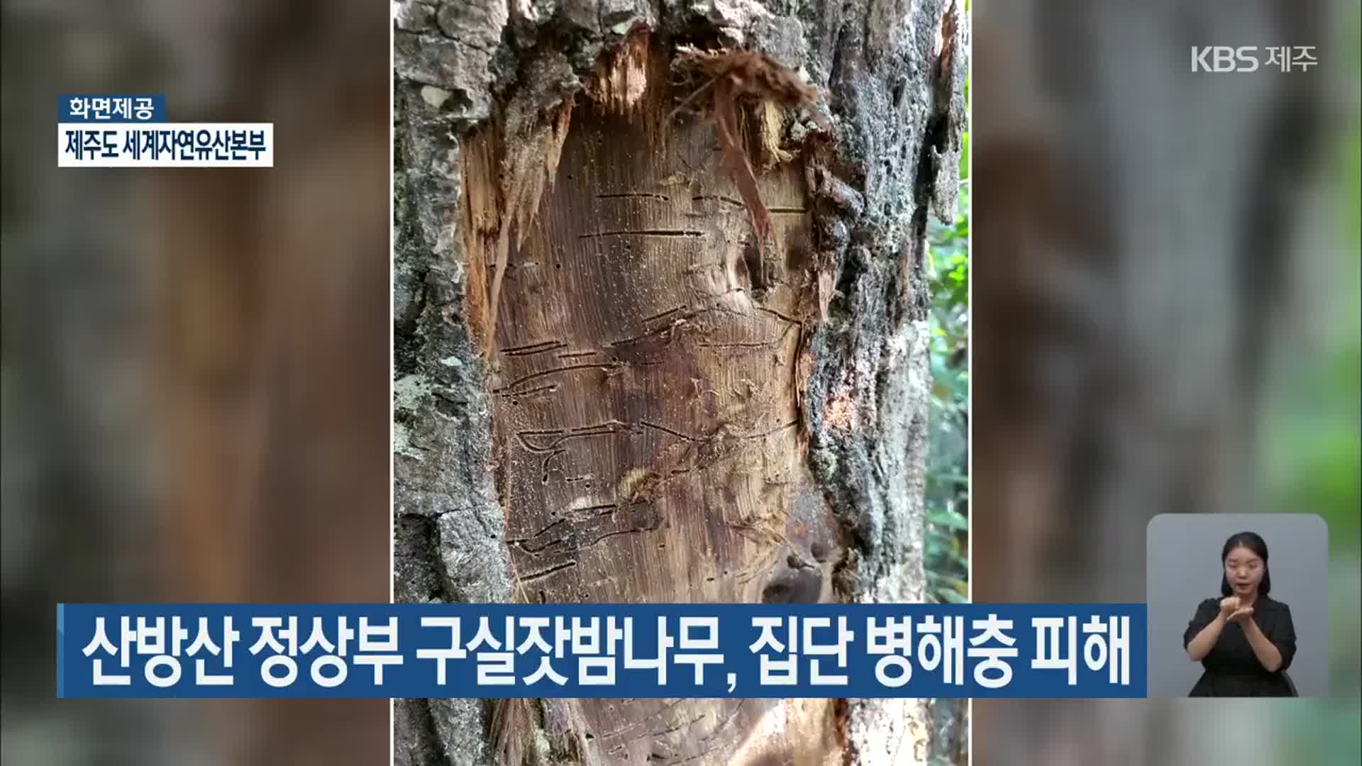 산방산 정상부 구실잣밤나무, 집단 병해충 피해