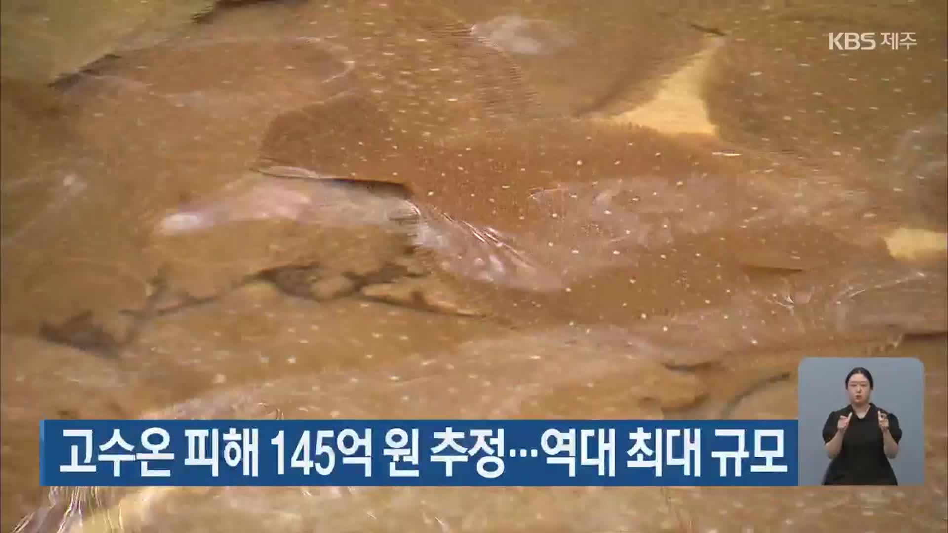 고수온 피해 145억 원 추정…역대 최대 규모