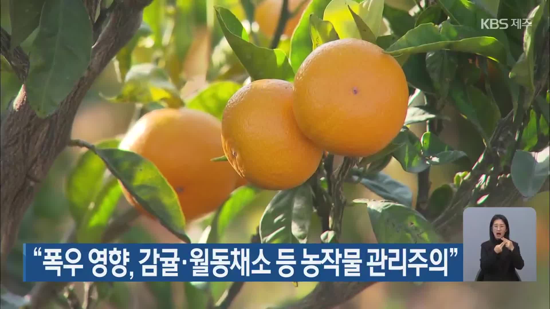 “폭우 영향, 감귤·월동채소 등 농작물 관리주의”