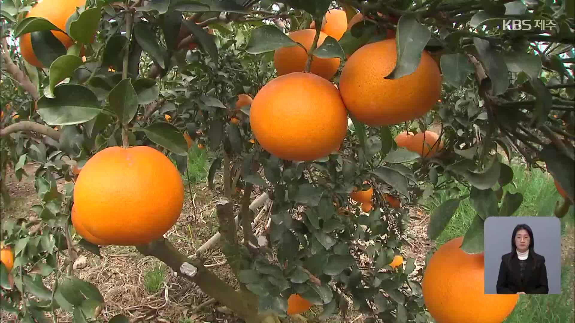 제주 고온·잦은 비…“농가마다 한숨”