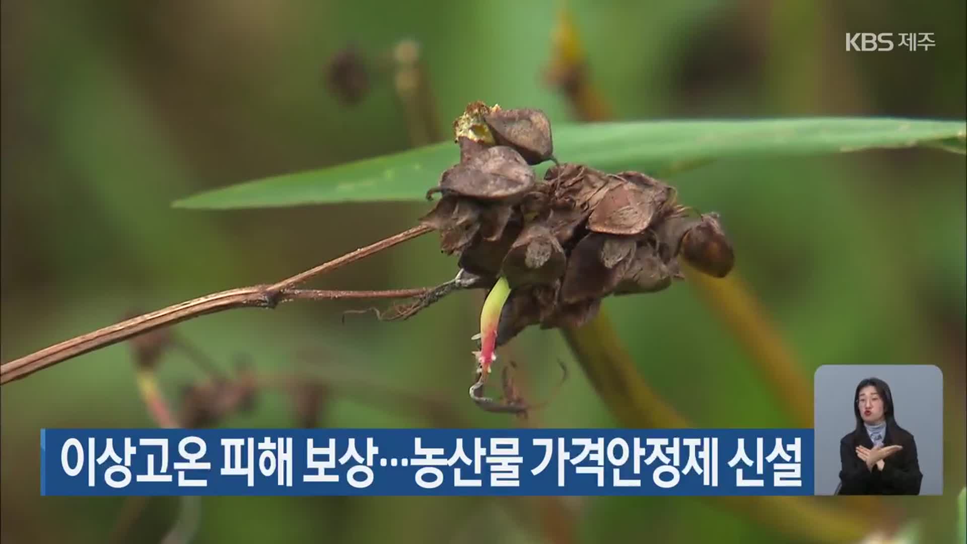 이상고온 피해 보상…농산물 가격안정제 신설