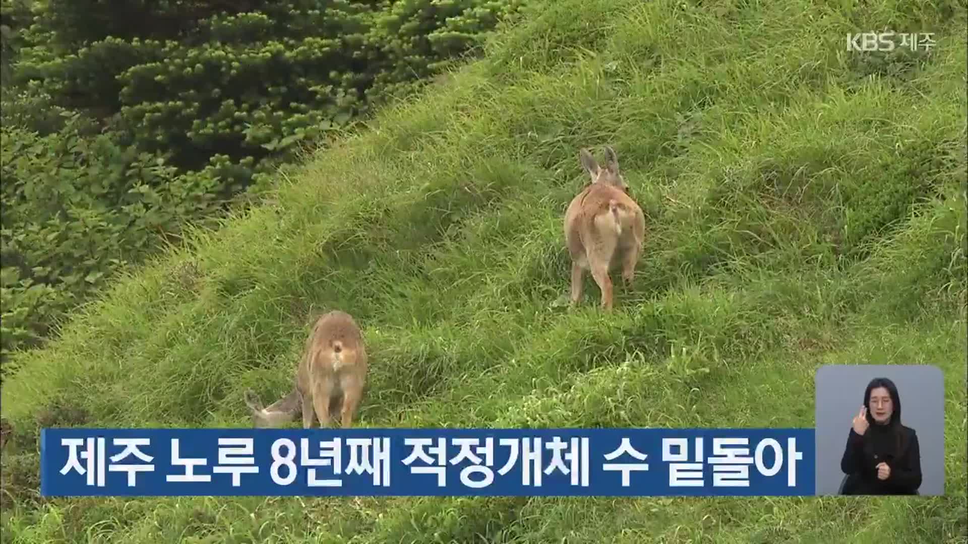 제주 노루 8년째 적정개체 수 밑돌아