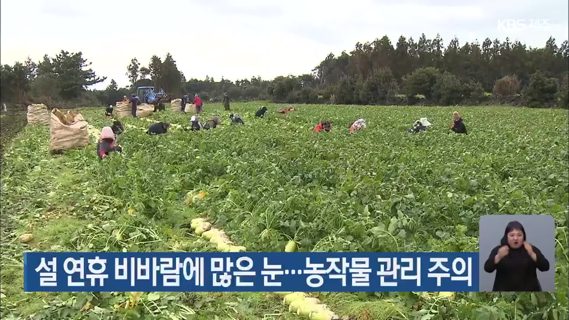 설 연휴 비바람에 많은 눈…농작물 관리 주의