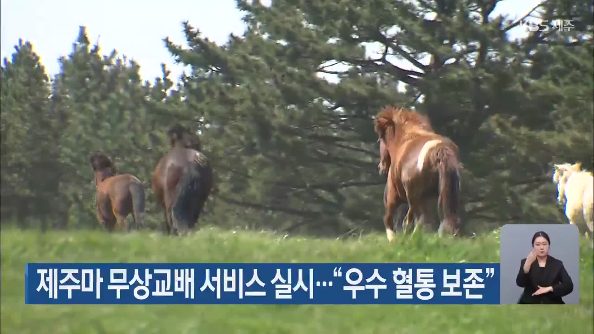 제주마 무상교배 서비스 실시…“우수 혈통 보존”