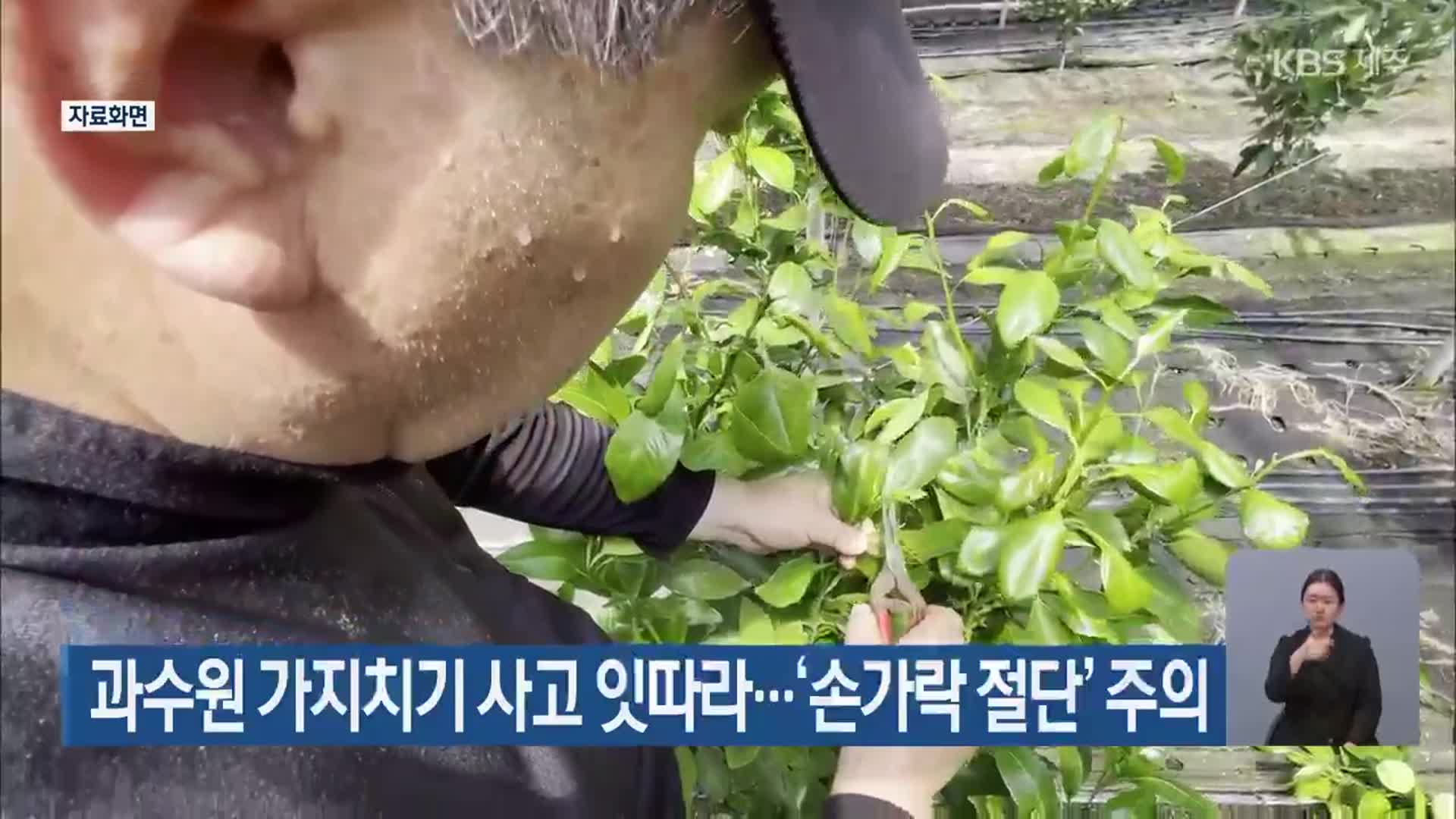 과수원 가지치기 사고 잇따라…‘손가락 절단’ 주의