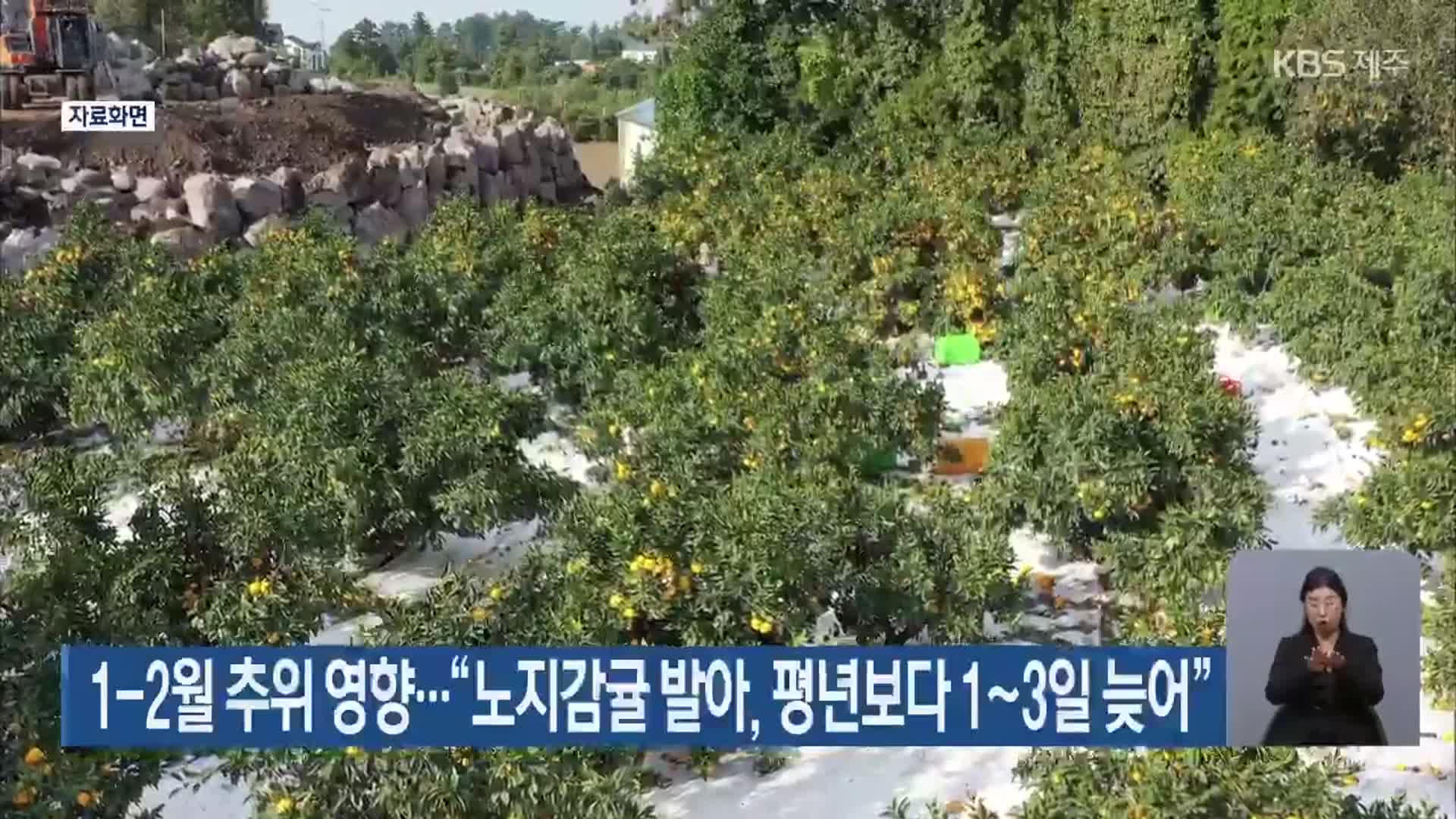 1-2월 추위 영향…“노지감귤 발아, 평년보다 1~3일 늦어”