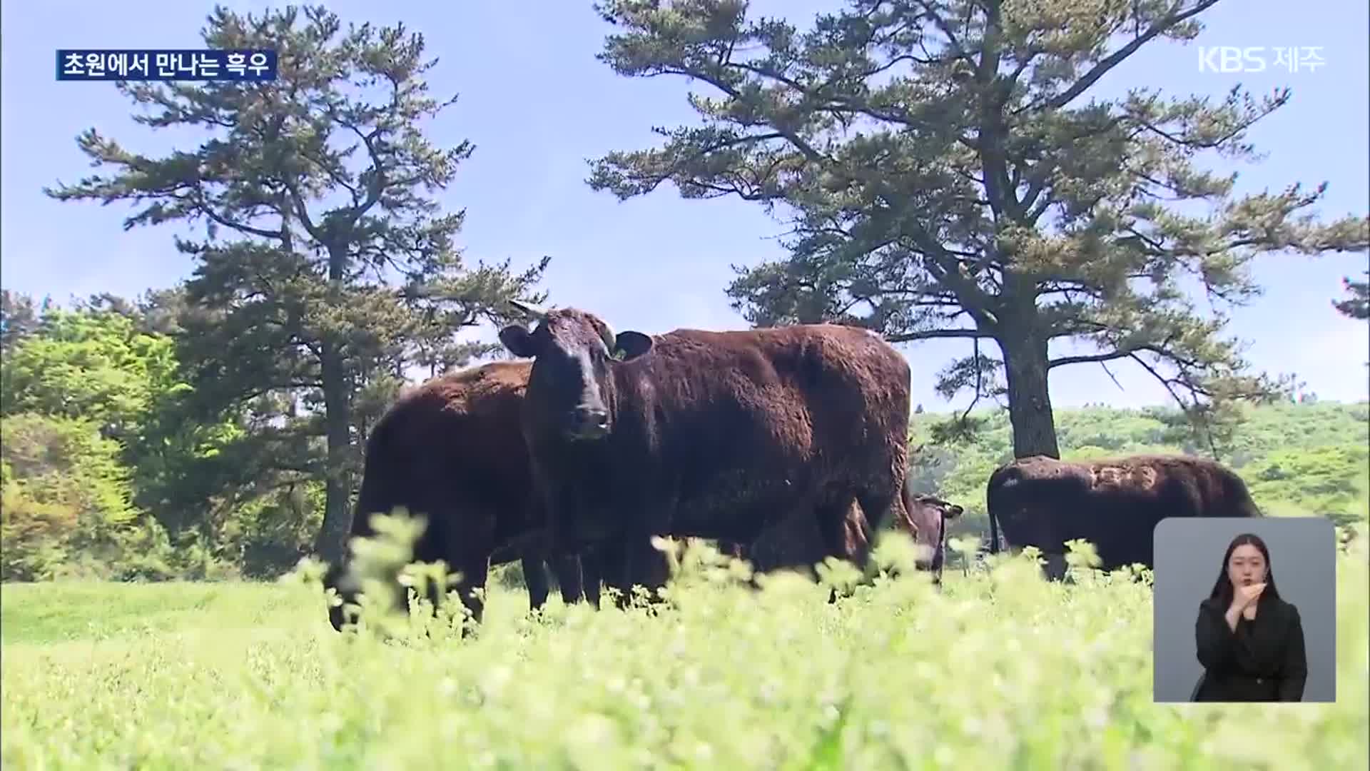 천연기념물 제주 흑우 첫 방목…“초원에서 만나요”