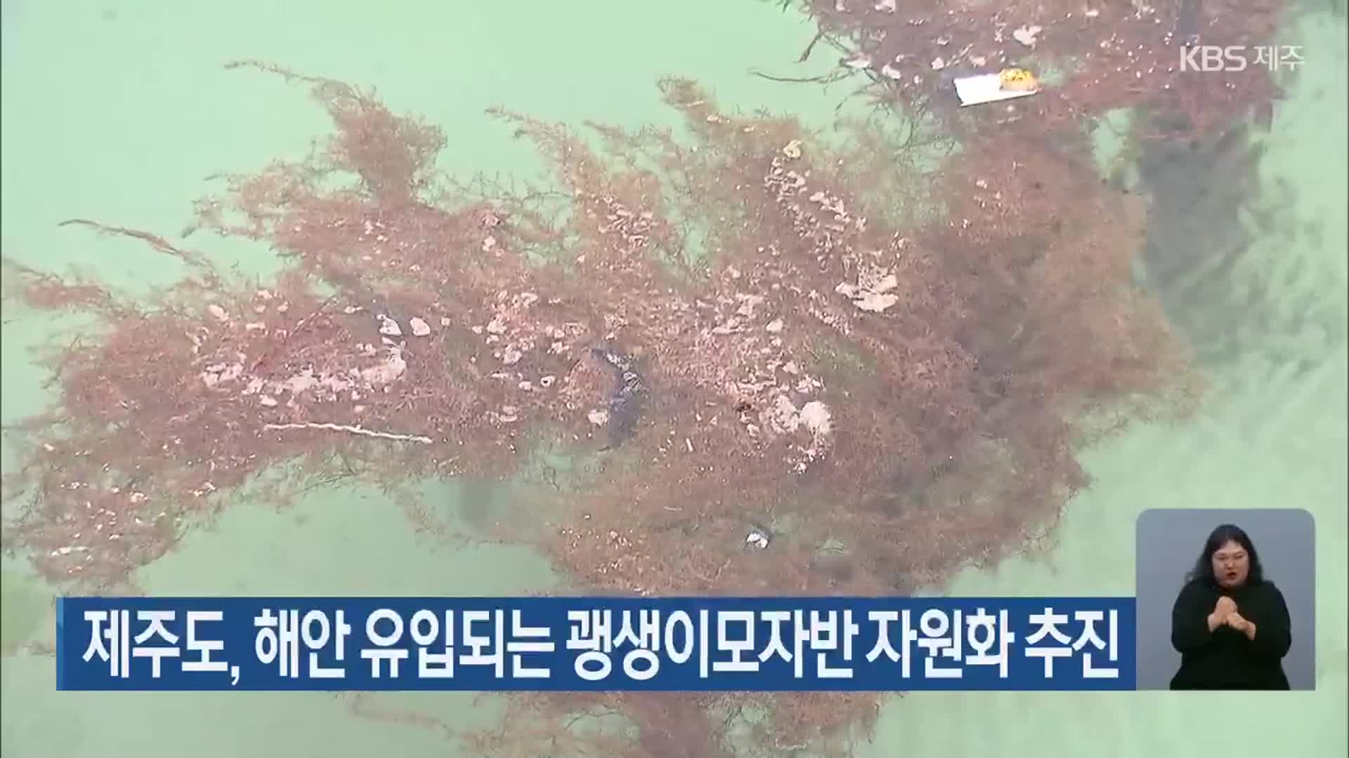 제주도, 해안 유입되는 괭생이모자반 자원화 추진