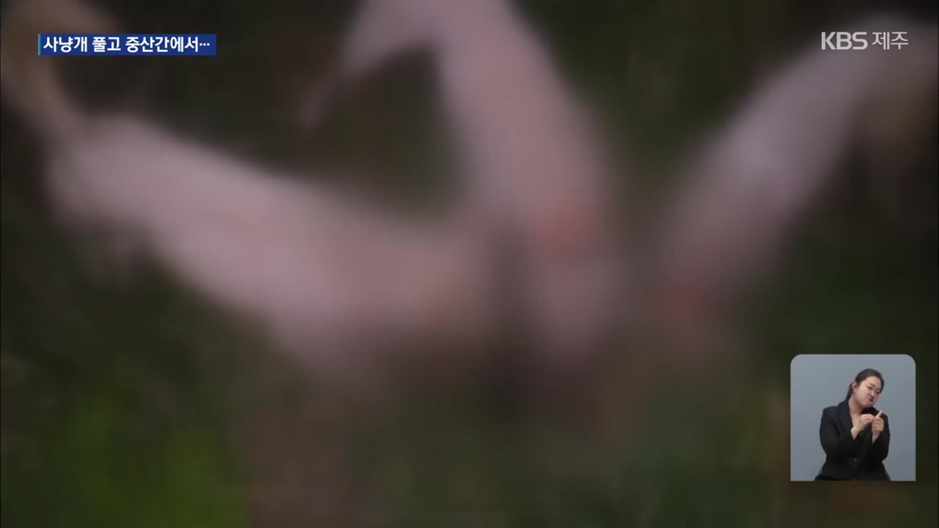 진돗개 풀고 특수도구까지…야생동물 밀렵 2명 구속