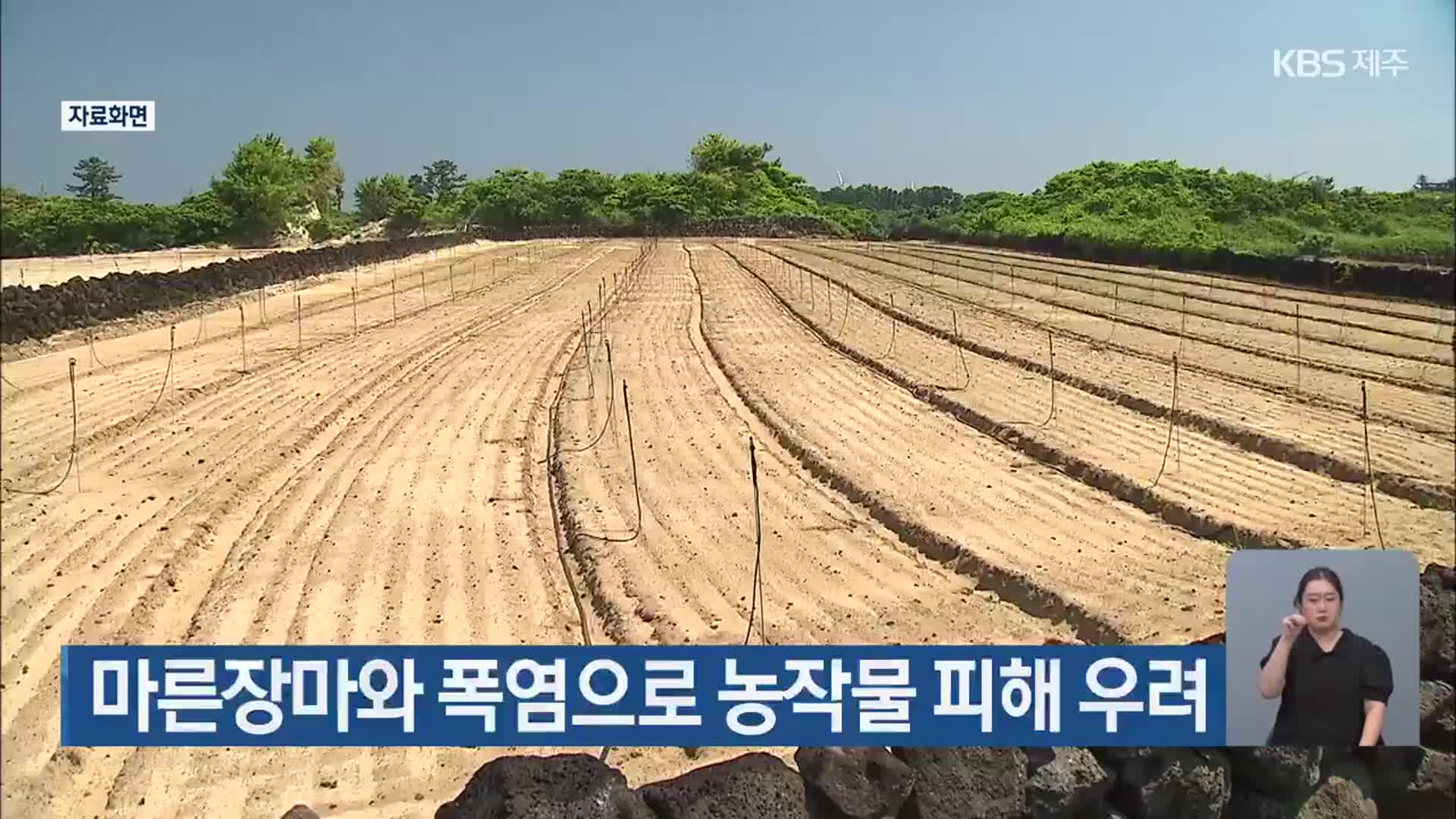 마른장마와 폭염으로 농작물 피해 우려