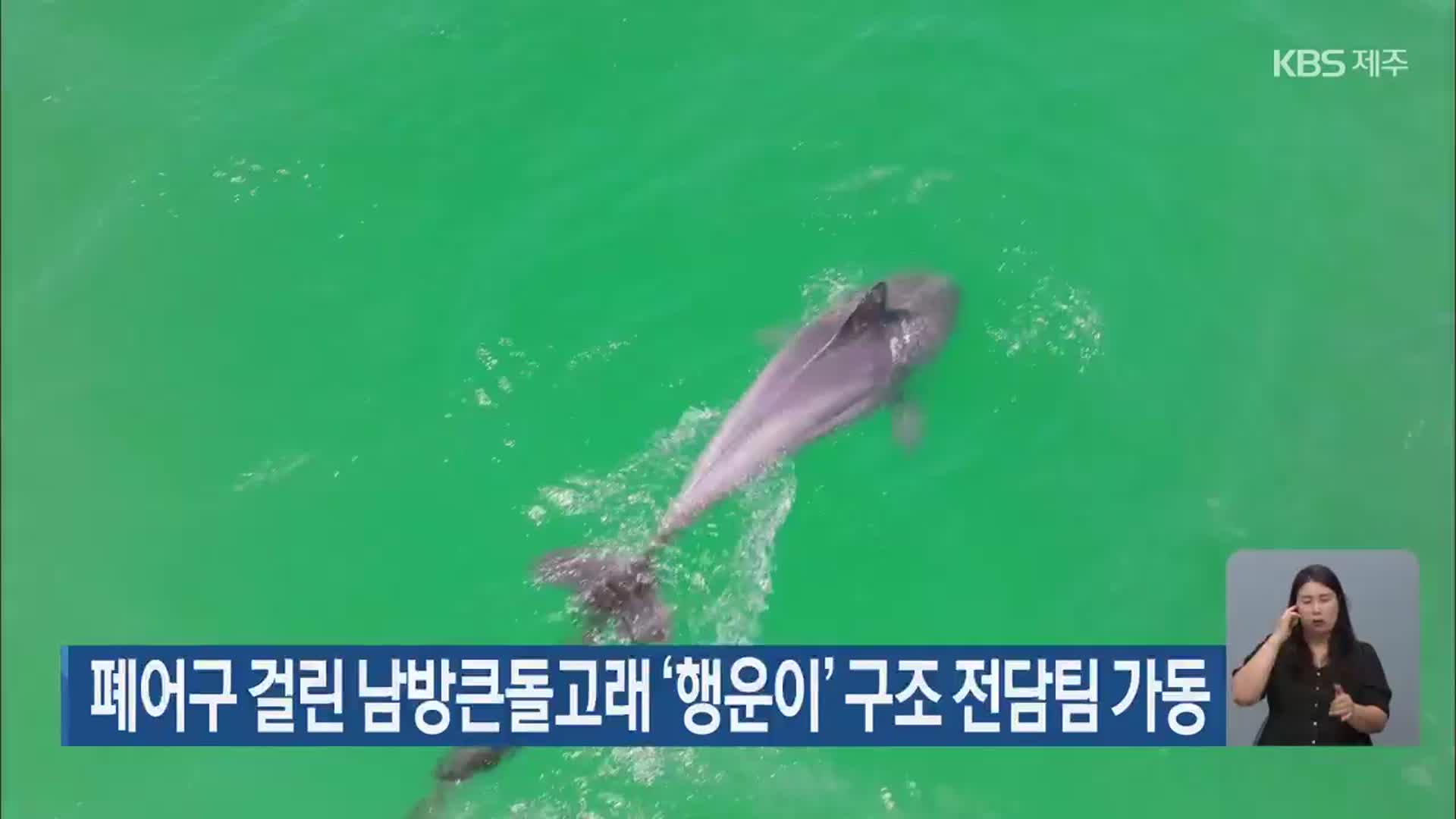 폐어구 걸린 남방큰돌고래 ‘행운이’ 구조 전담팀 가동