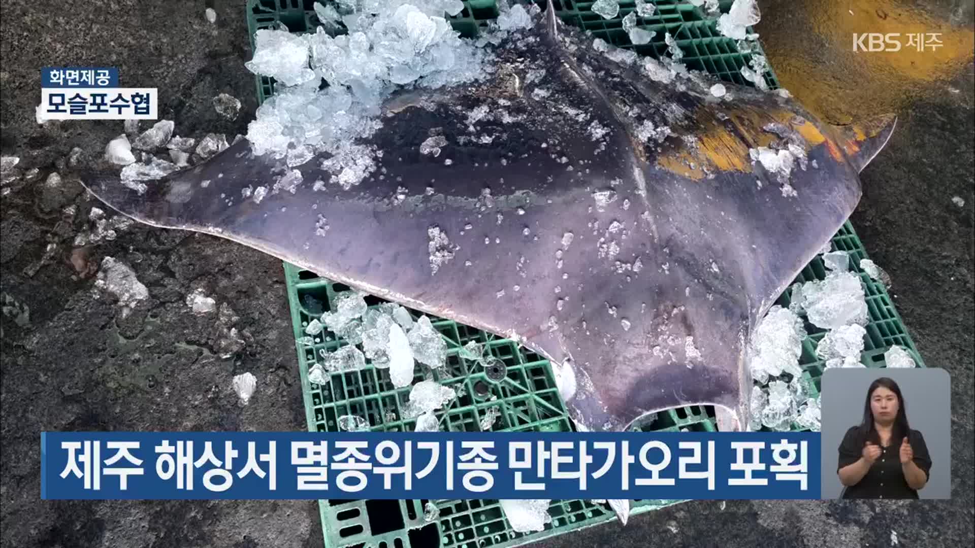 제주 해상서 멸종위기종 만타가오리 포획