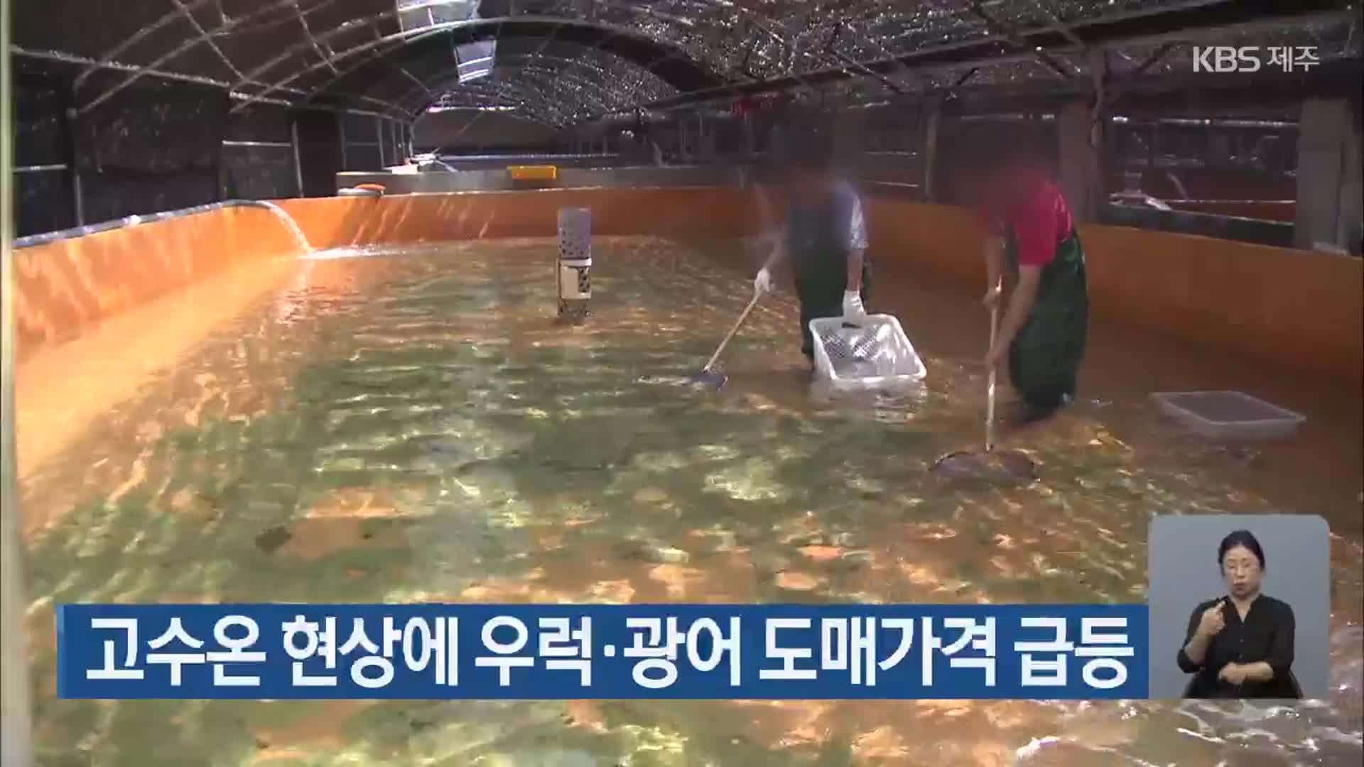 고수온 현상에 우럭·광어 도매가격 급등