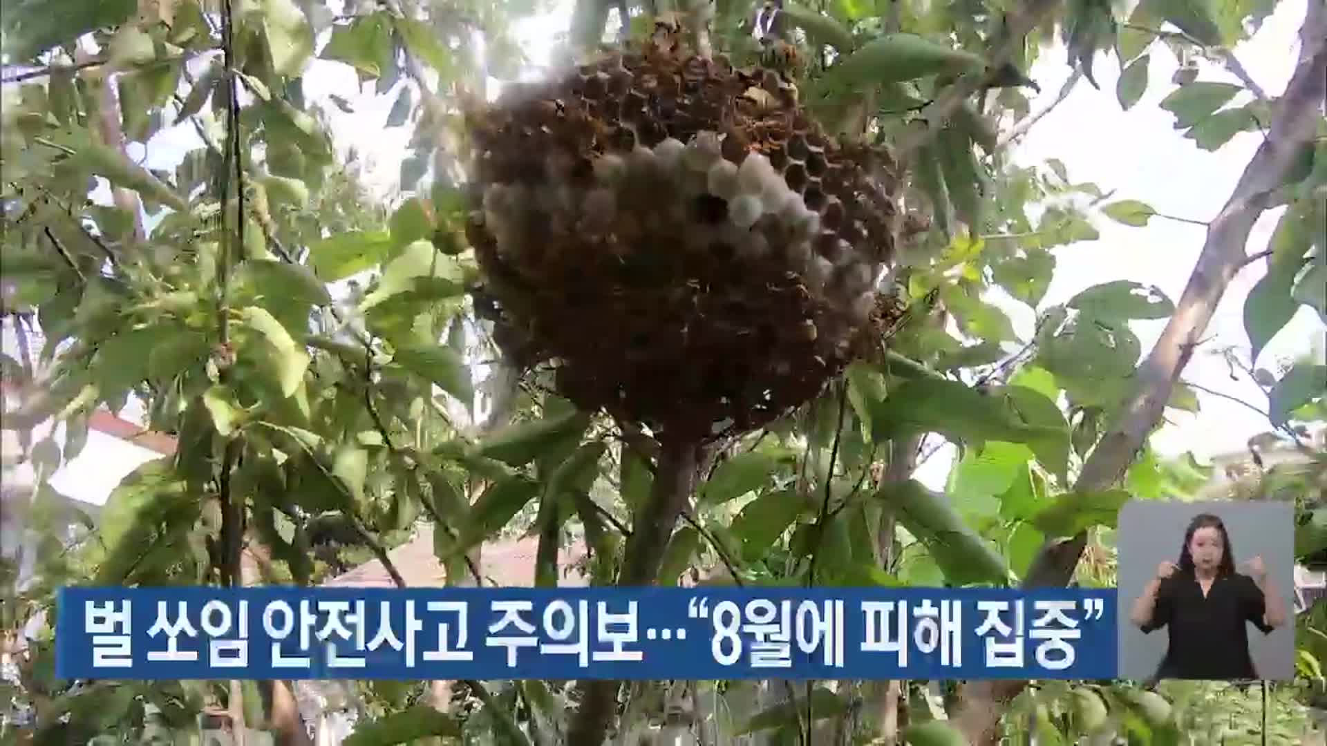 벌 쏘임 안전사고 주의보…“8월에 피해 집중”