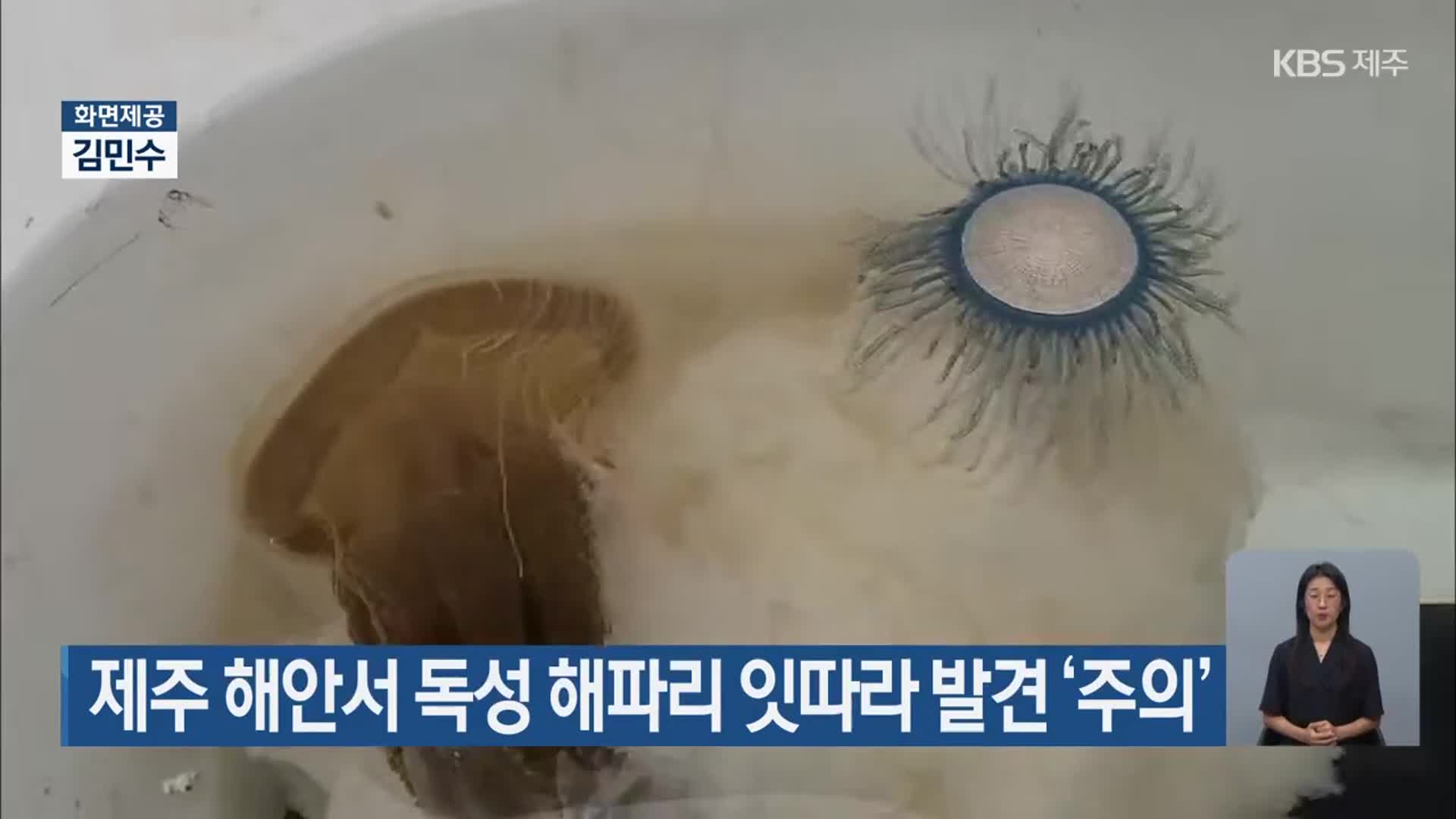 제주 해안서 독성 해파리 잇따라 발견 ‘주의’