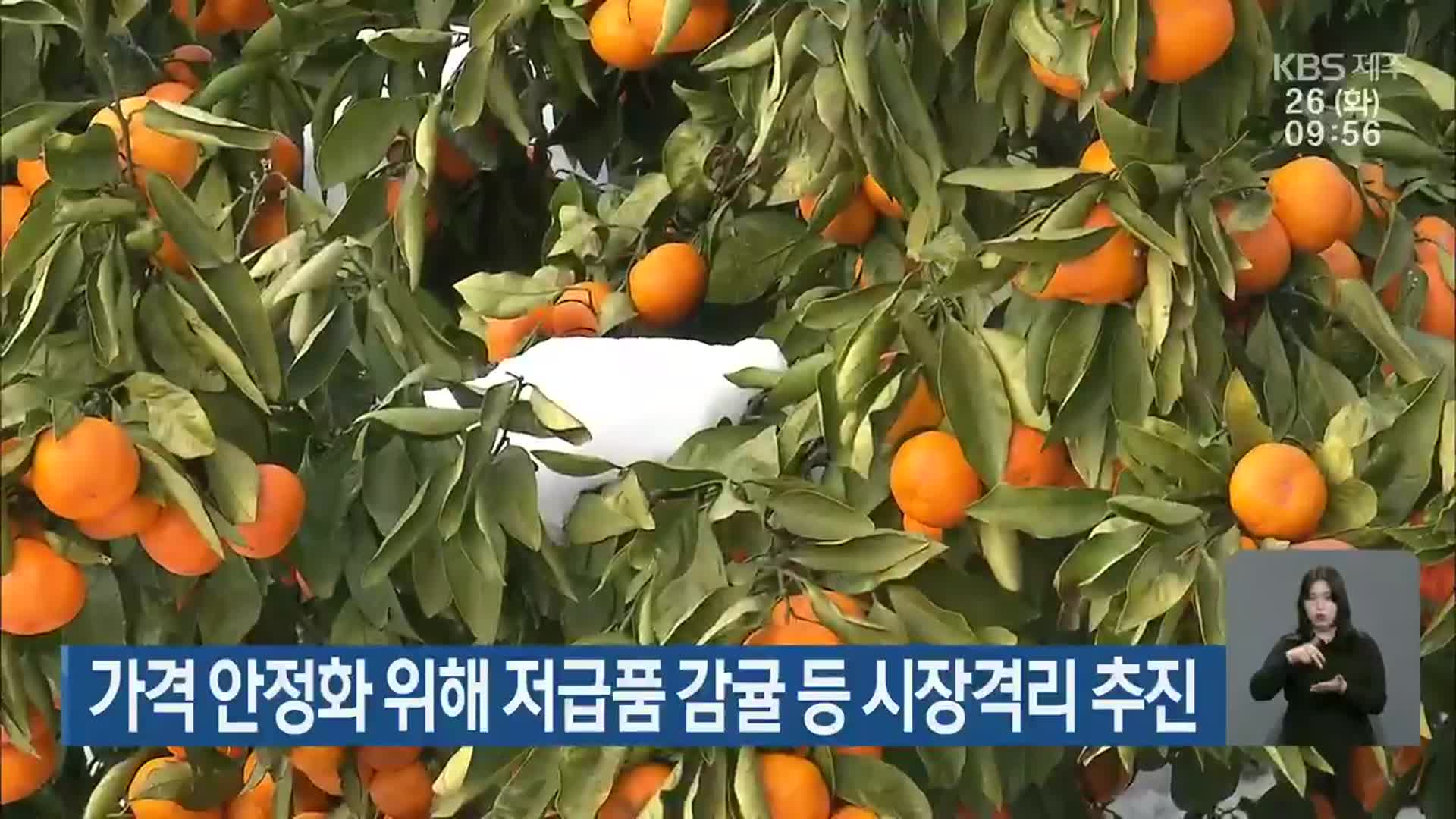 가격 안정화 위해 저급품 감귤 등 시장격리 추진
