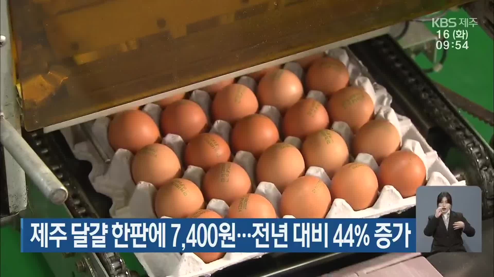 제주 달걀 한판에 7,400원…전년 대비 44% 증가