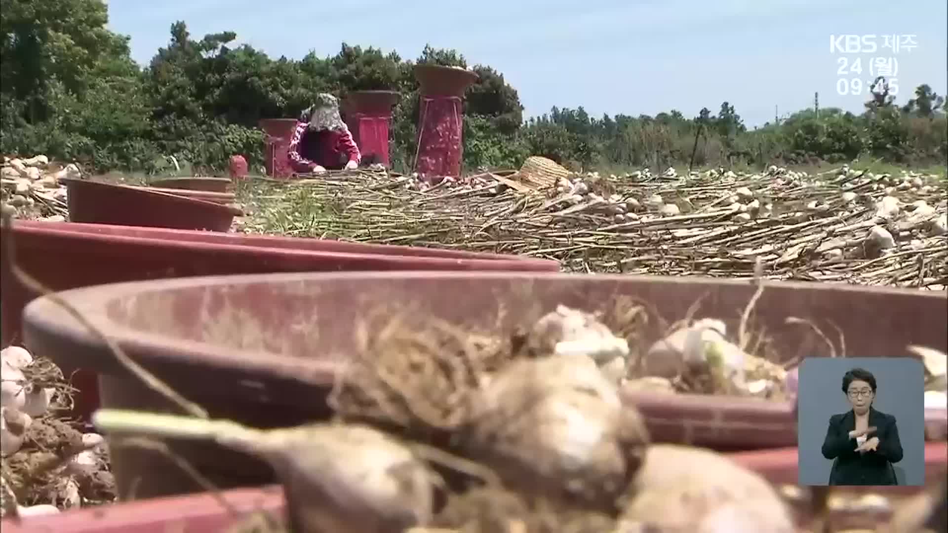 “가격 좋아도 일손은 없고”…웃지 못하는 마늘 농가