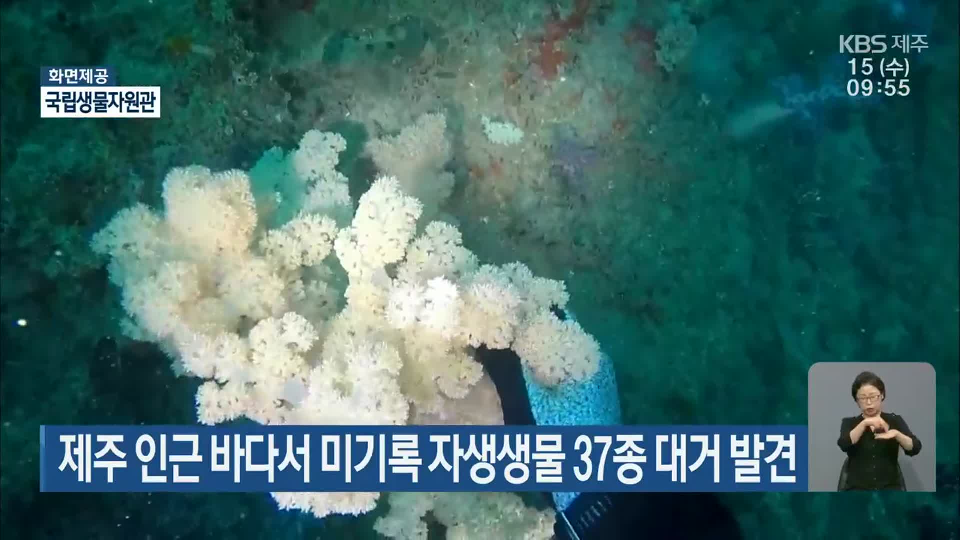 제주 인근 바다서 미기록 자생생물 37종 대거 발견