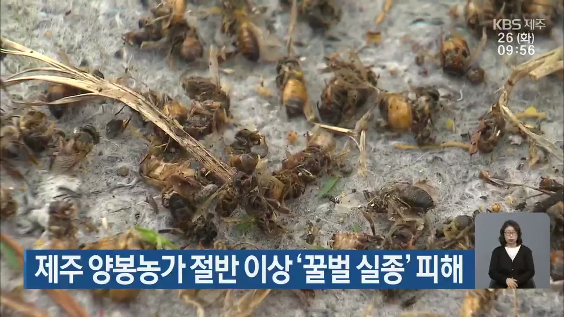 제주 양봉농가 절반 이상 ‘꿀벌 실종’ 피해