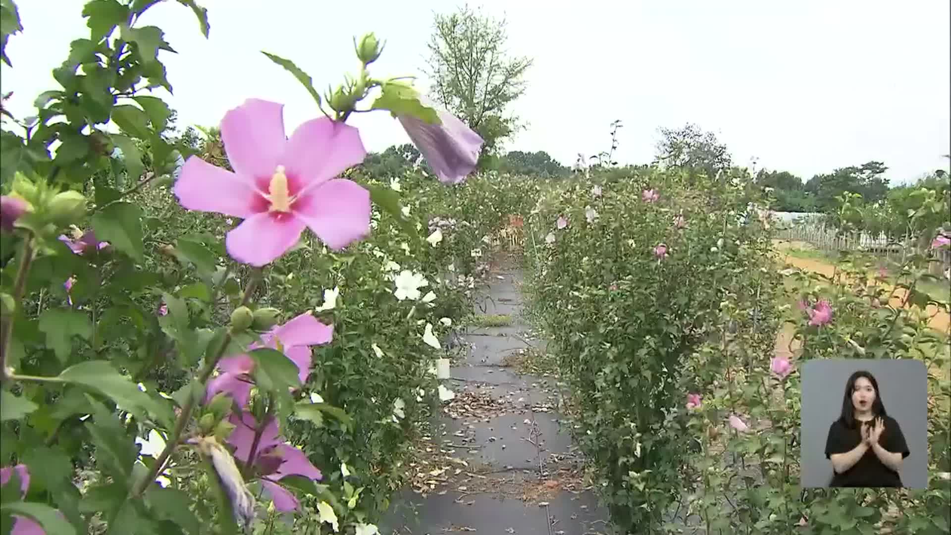 “한 나무에서 3가지 꽃” 세계 최초 ‘삼색 무궁화’ 개발