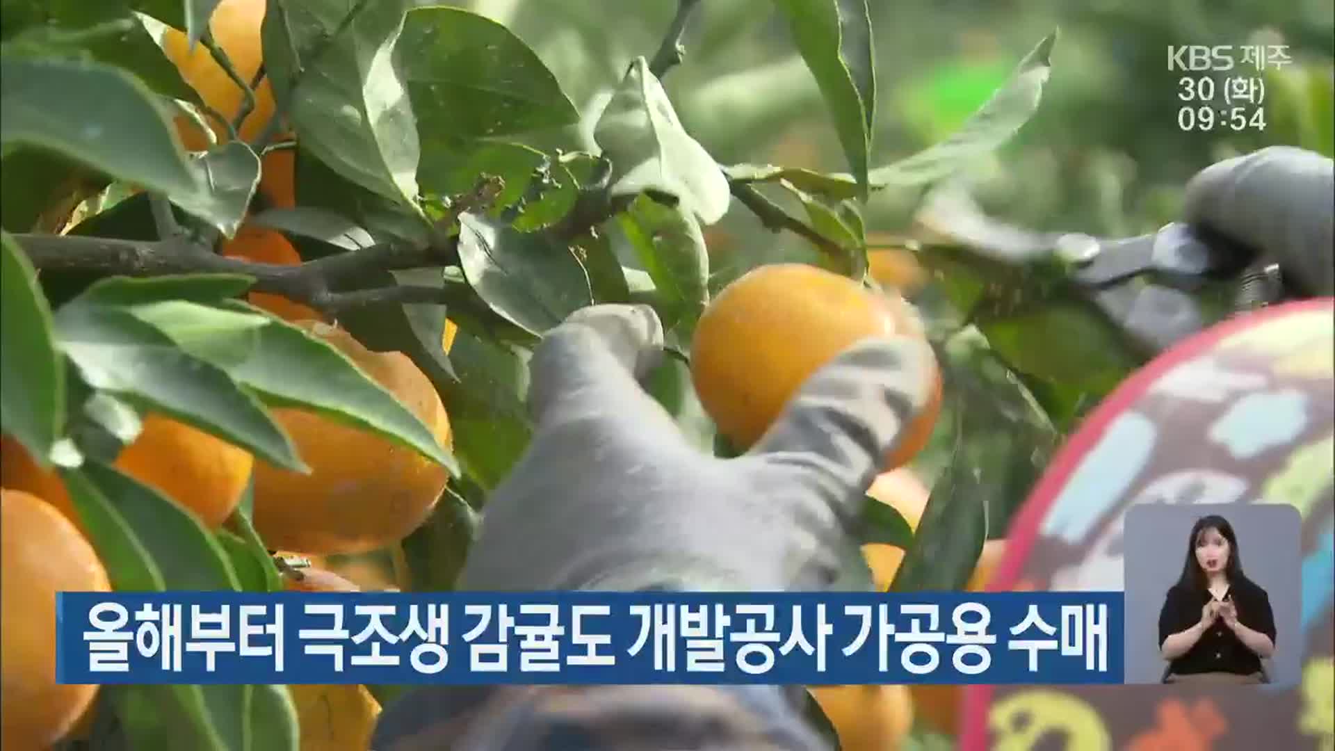 올해부터 극조생 감귤도 개발공사 가공용 수매