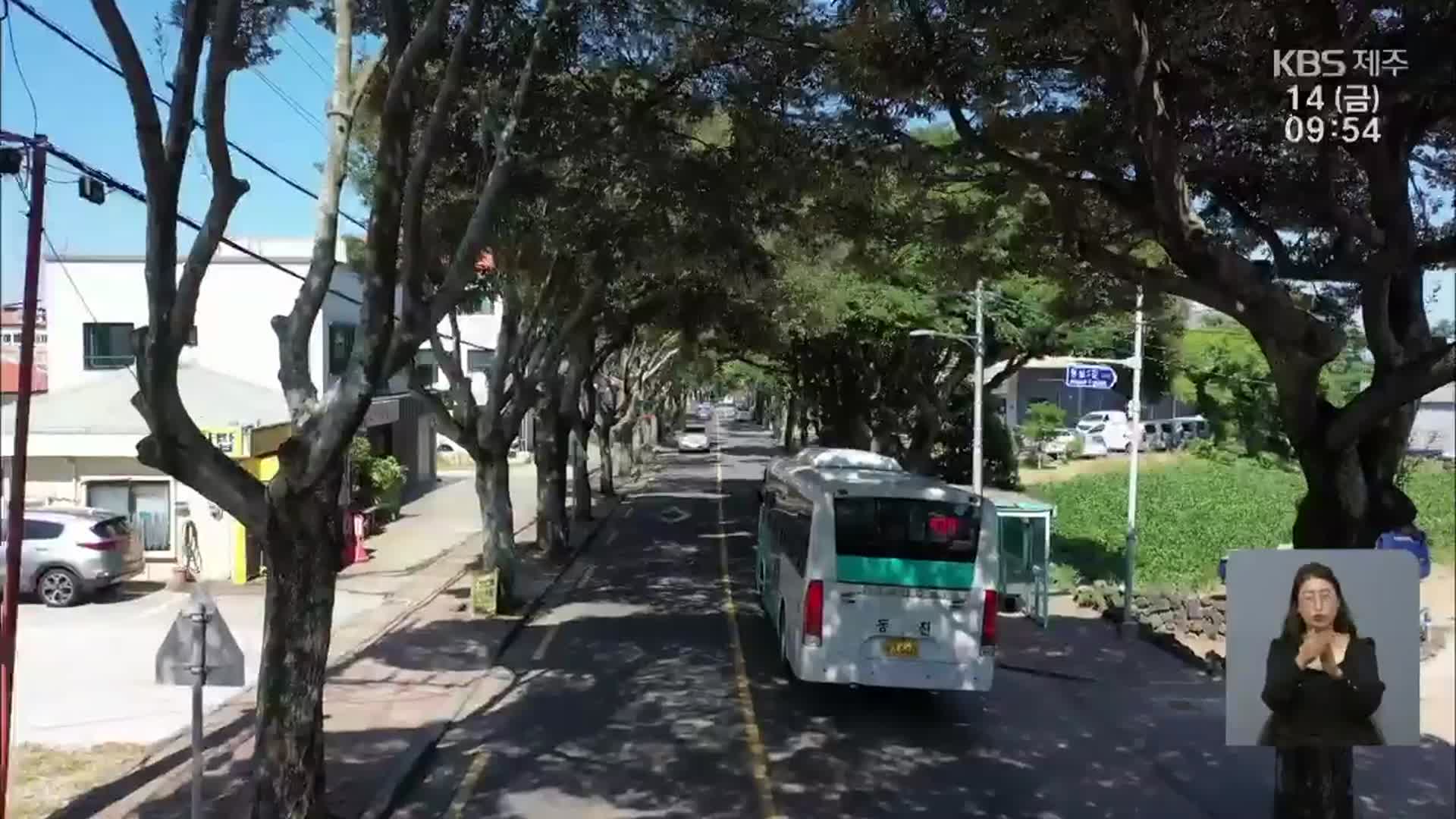 [주목K] 기후 변화에 핵심 역할 가로수…조성 비율은 전국 최하위