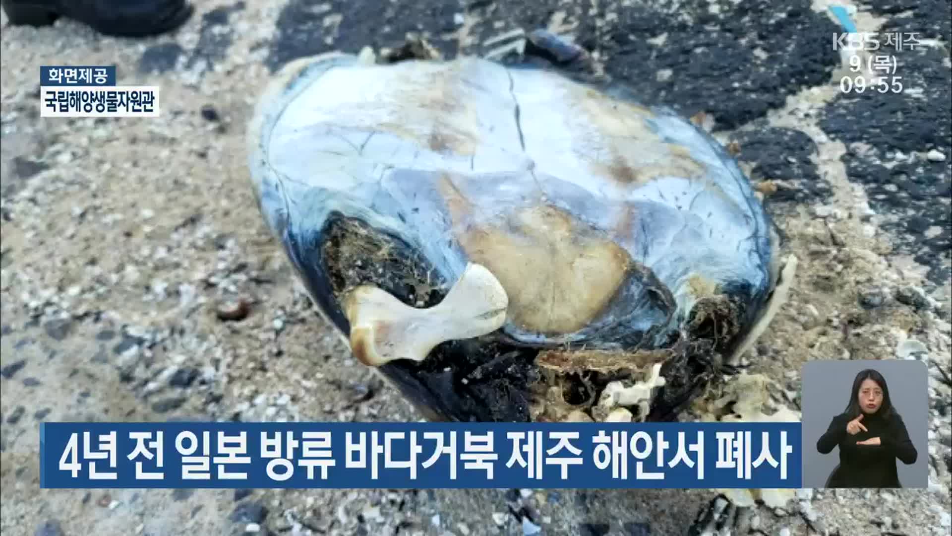 4년 전 일본 방류 바다거북 제주 해안서 폐사