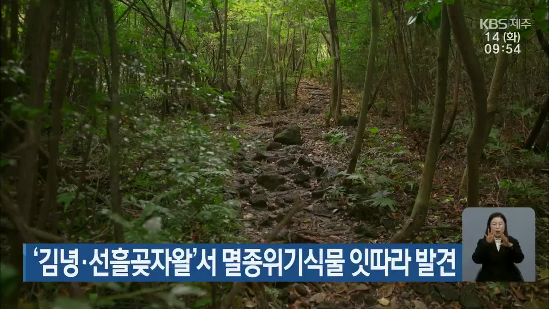 ‘김녕·선흘곶자왈’서 멸종위기식물 잇따라 발견