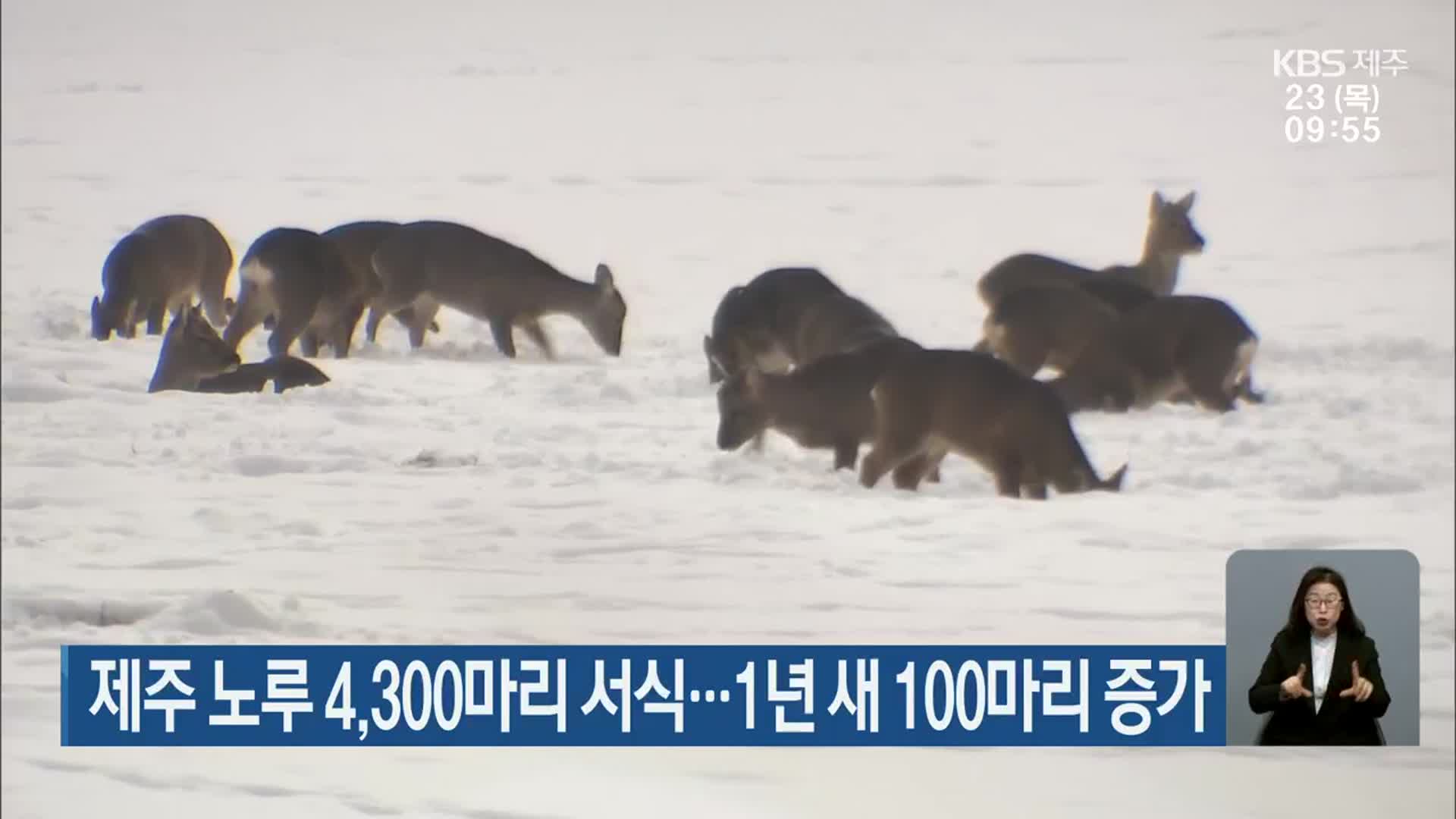 제주 노루 4,300마리 서식…1년 새 100마리 증가