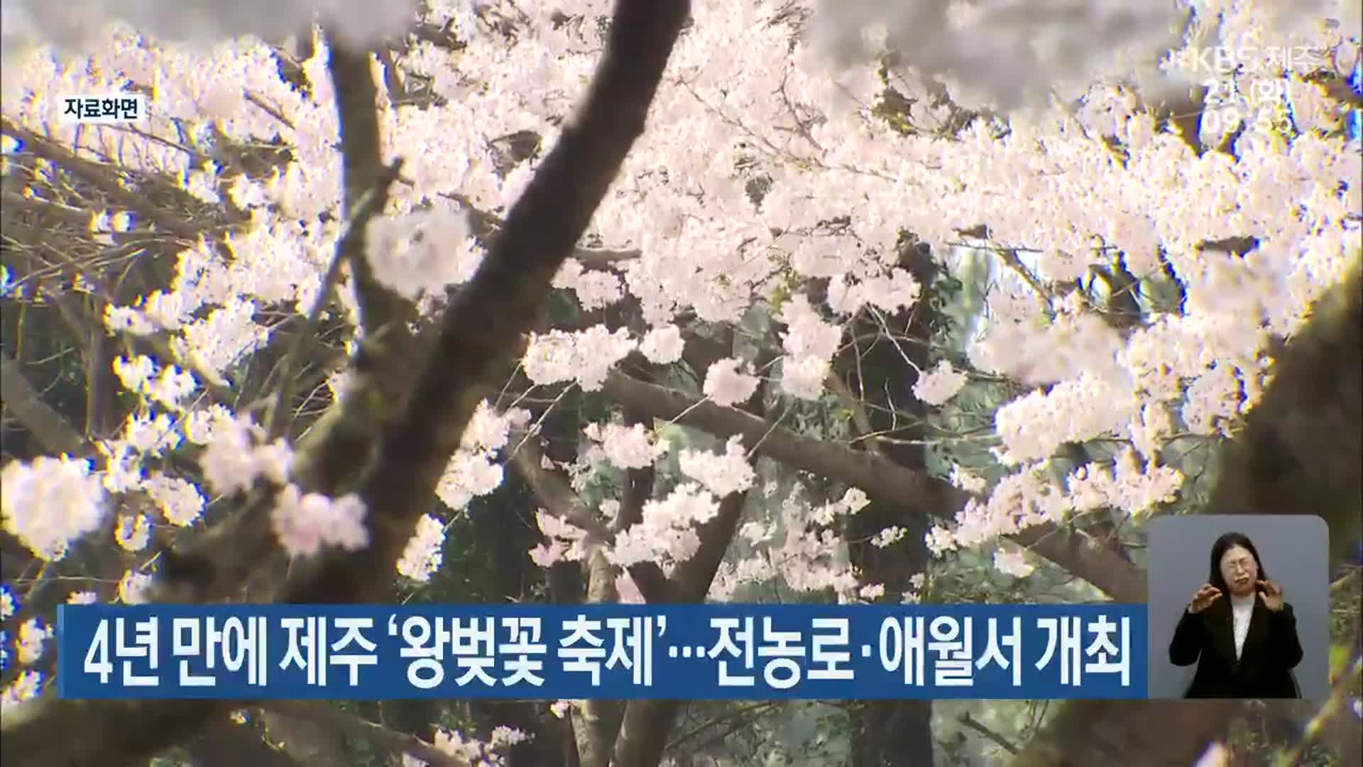 4년 만에 제주 ‘왕벚꽃 축제’…전농로·애월서 개최