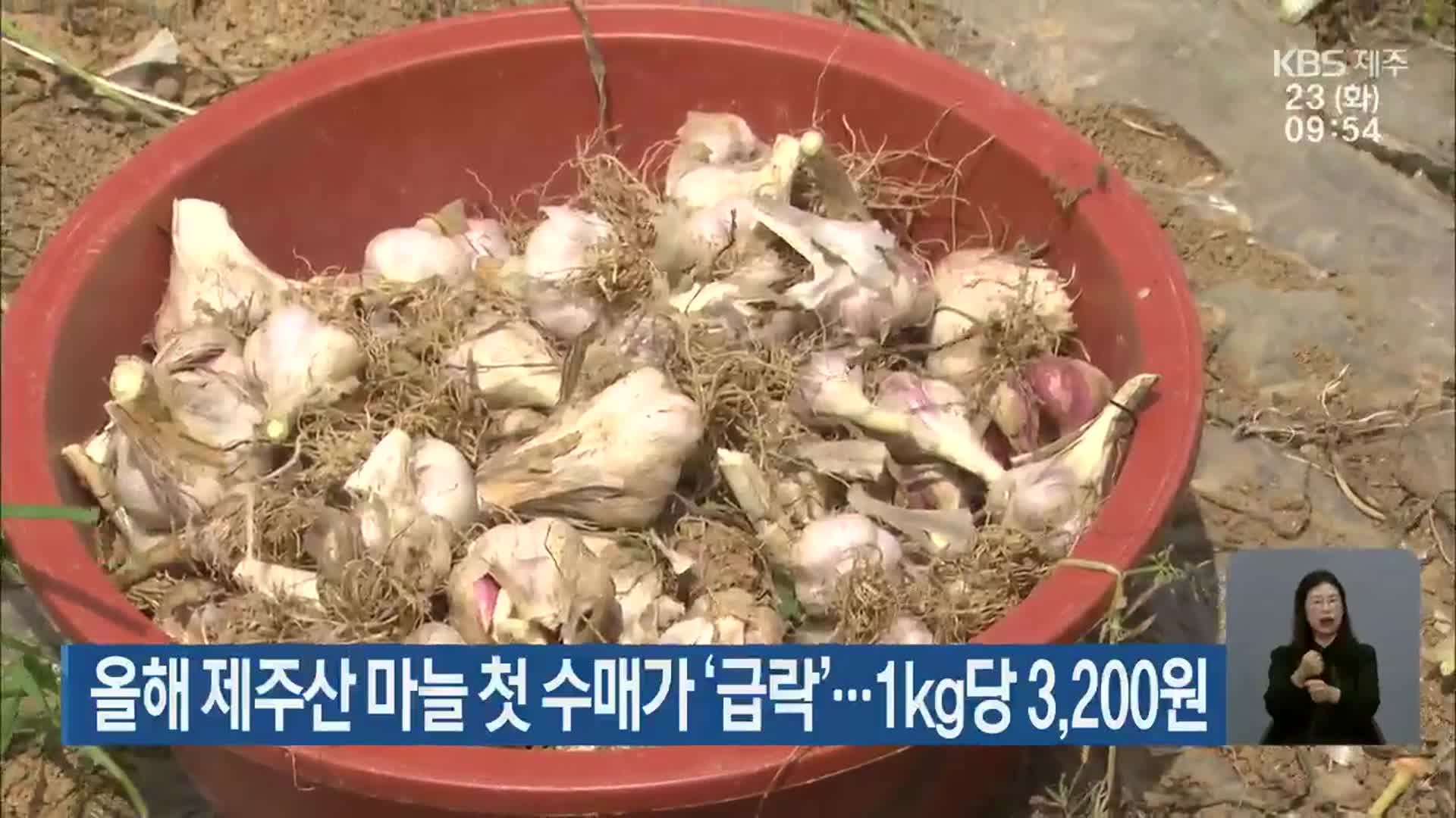올해 제주산 마늘 첫 수매가 ‘급락’…1kg당 3,200원