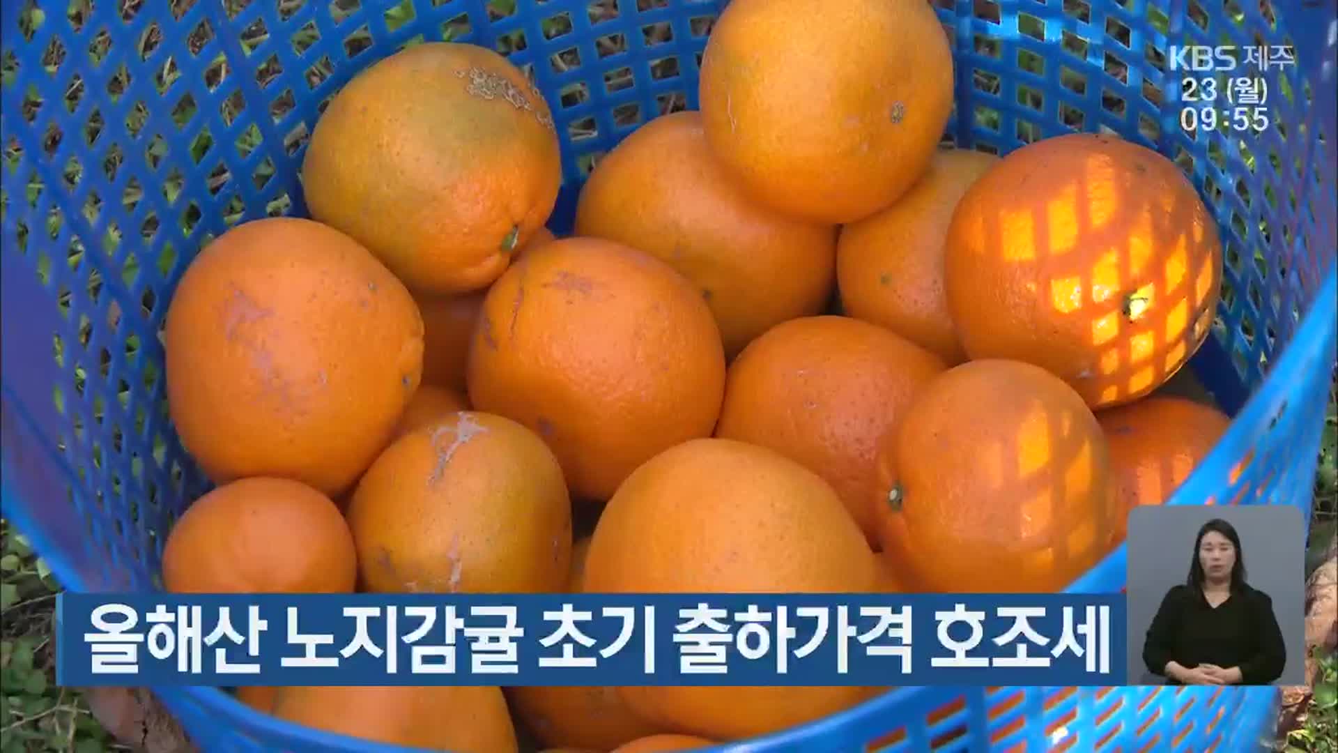 올해산 노지감귤 초기 출하가격 호조세