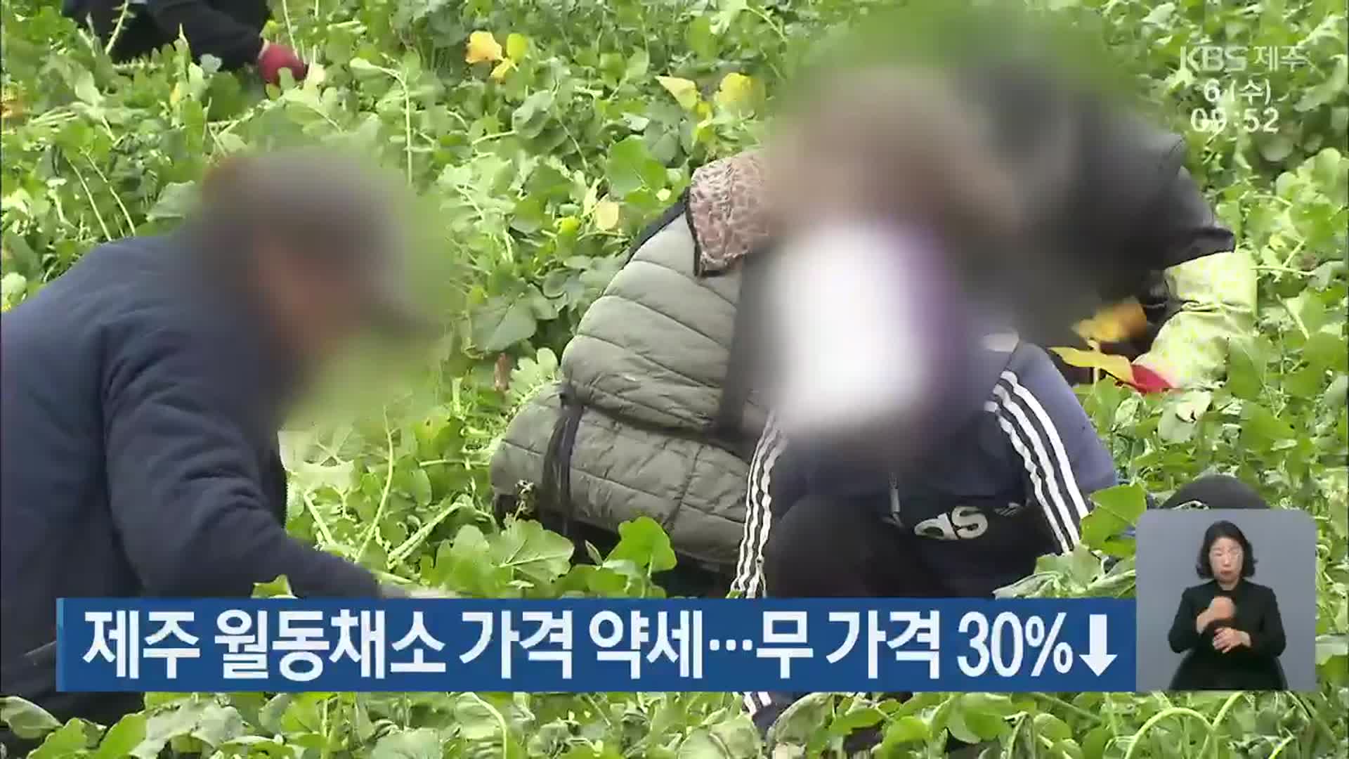 제주 월동채소 가격 약세…무 가격 30%↓