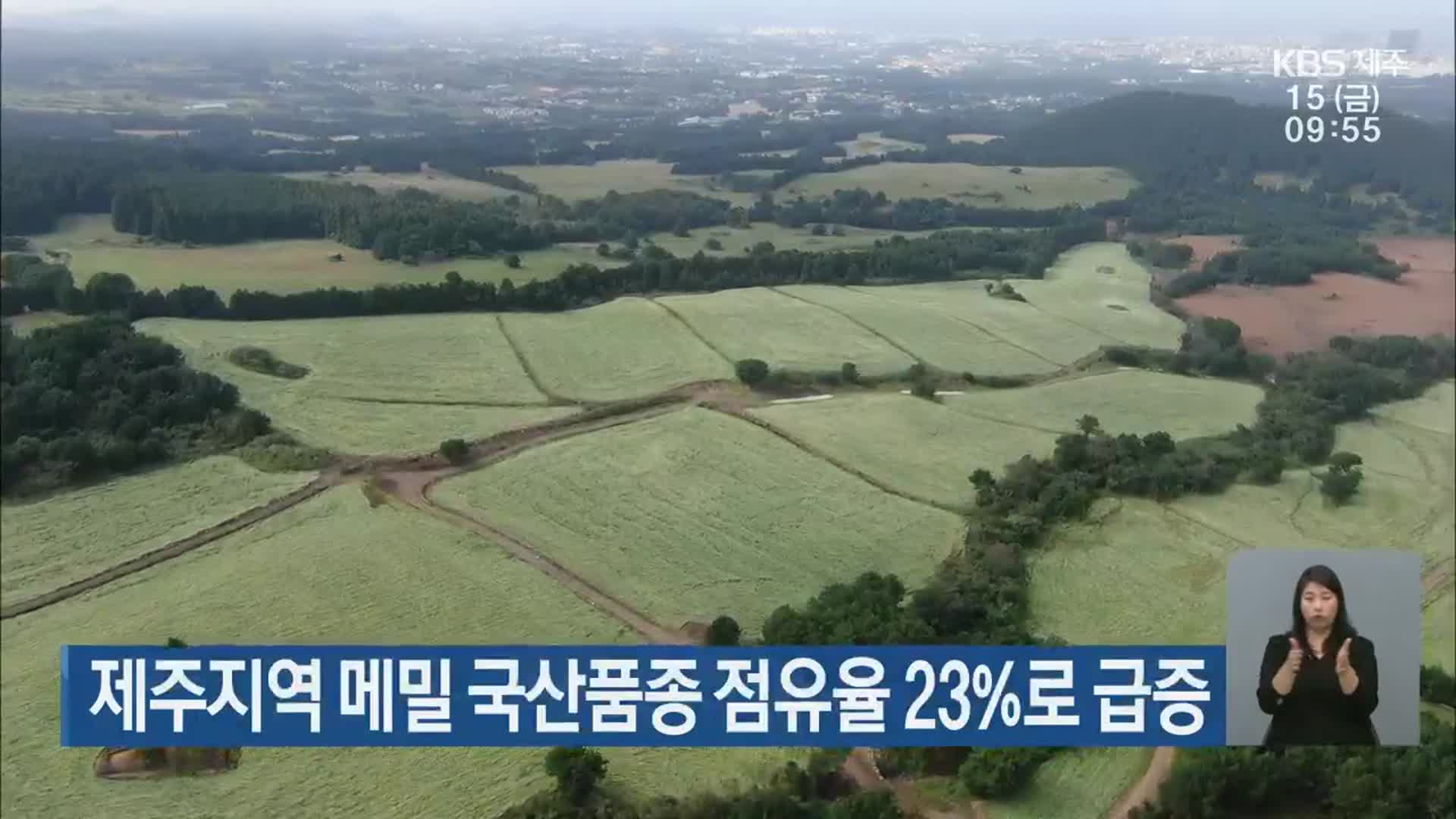 제주지역 메밀 국산품종 점유율 23%로 급증