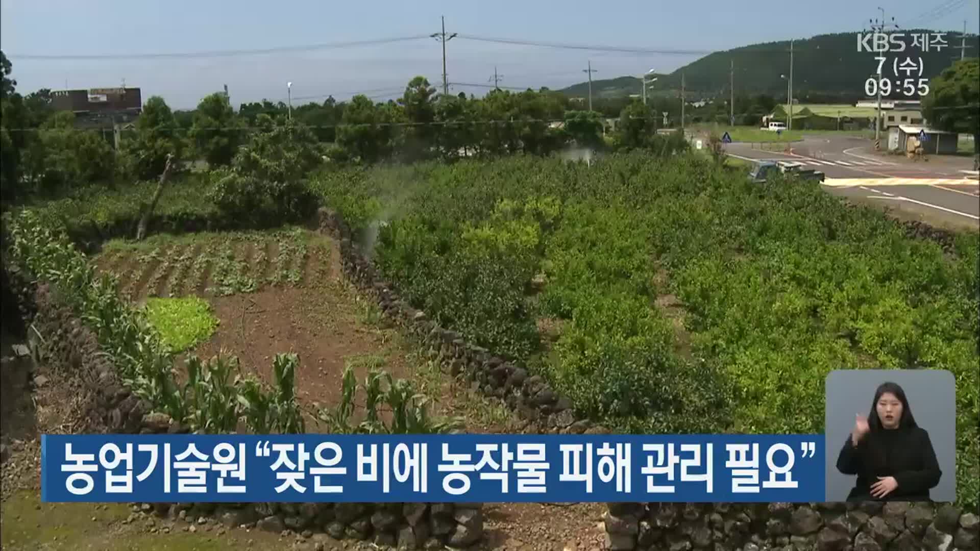 제주 농업기술원 “잦은 비에 농작물 피해 관리 필요”