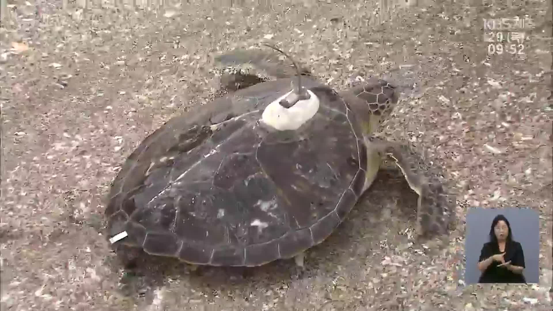 멸종위기 바다거북 9마리…제주 바닷속으로