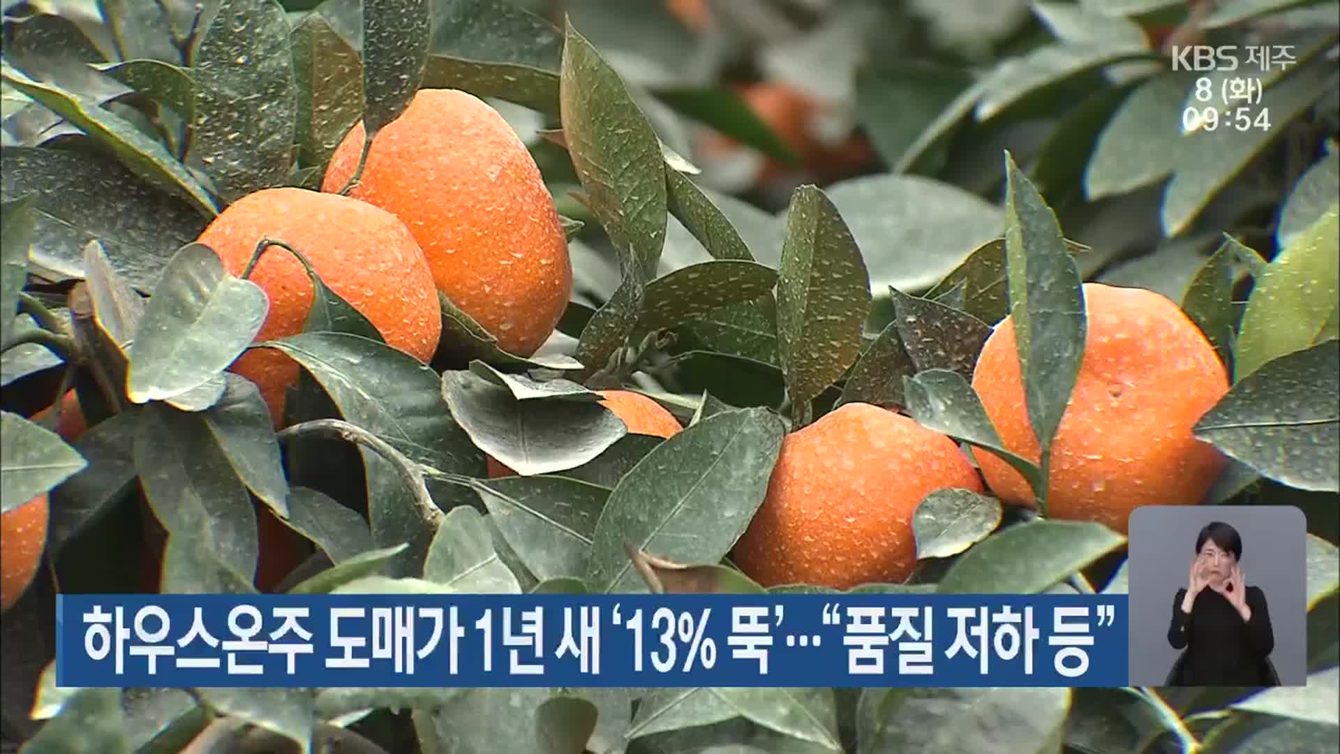 하우스온주 도매가 1년 새 ‘13% 뚝’…“품질 저하 등”