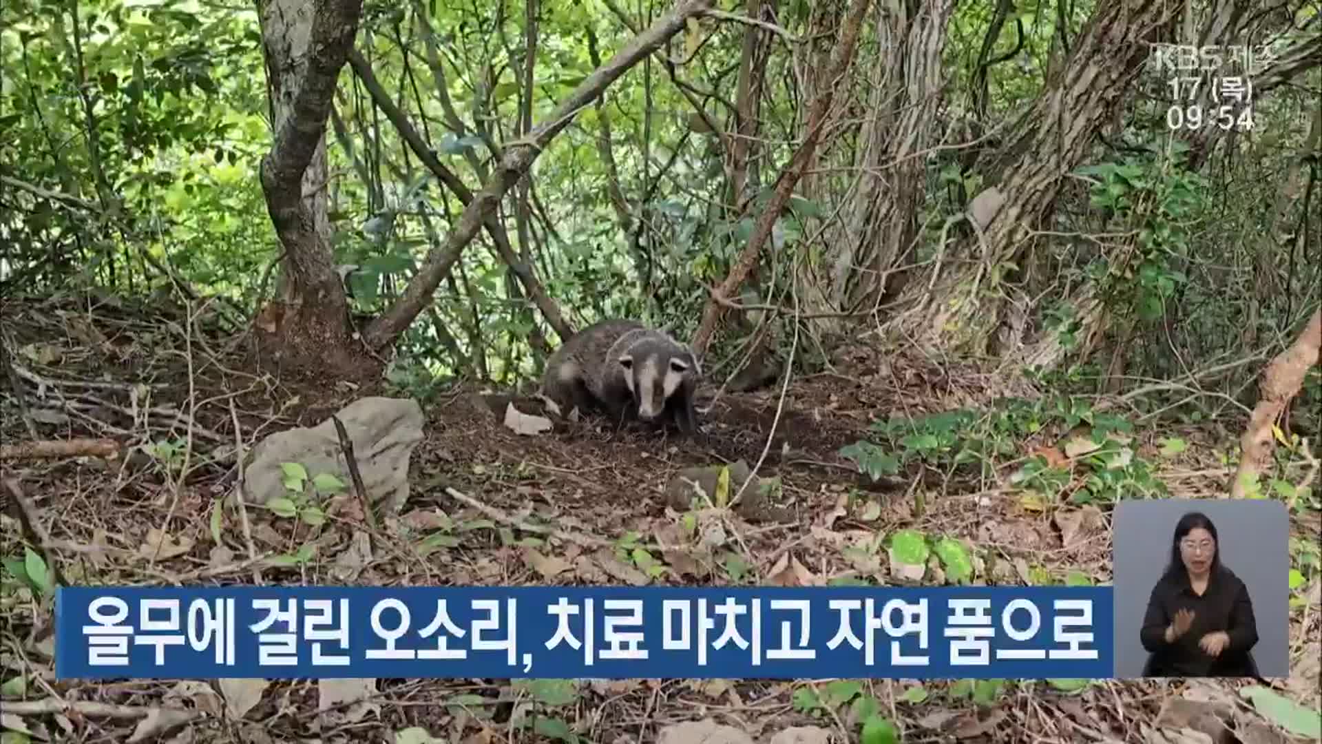 올무에 걸린 오소리, 치료 마치고 자연 품으로